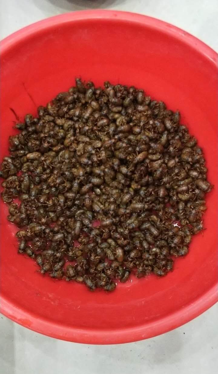 山东“金蝉村”捕捉季进入尾声 每天只能抓一个多小时