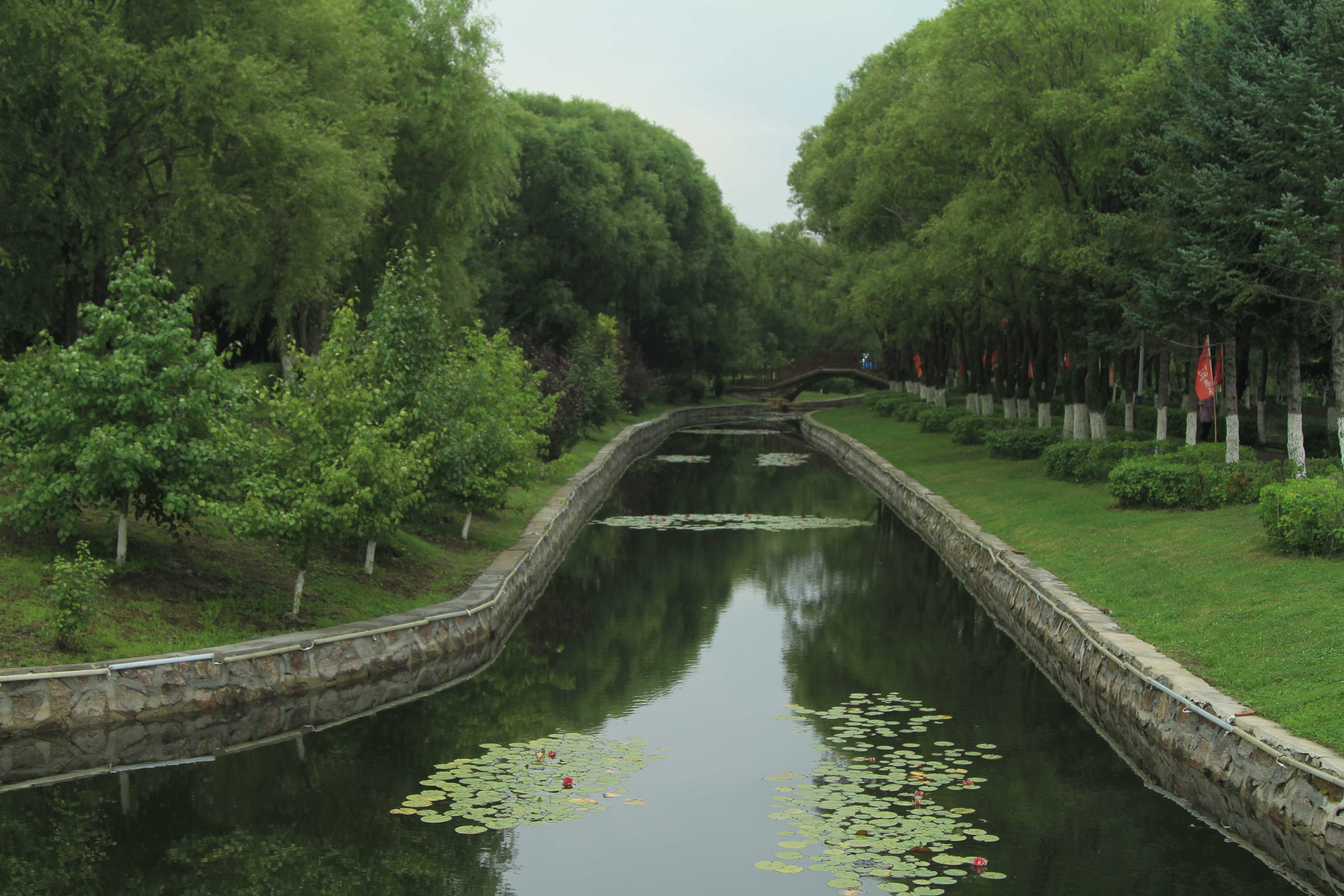 2020年8月2日,黑龙江省黑河市嫩江市,黑龙江省鹤山农场仙鹤湖公园荷花