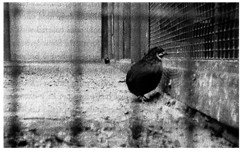 《奥斯特利茨》与《土星之环》：湮灭的时间在现实中复活