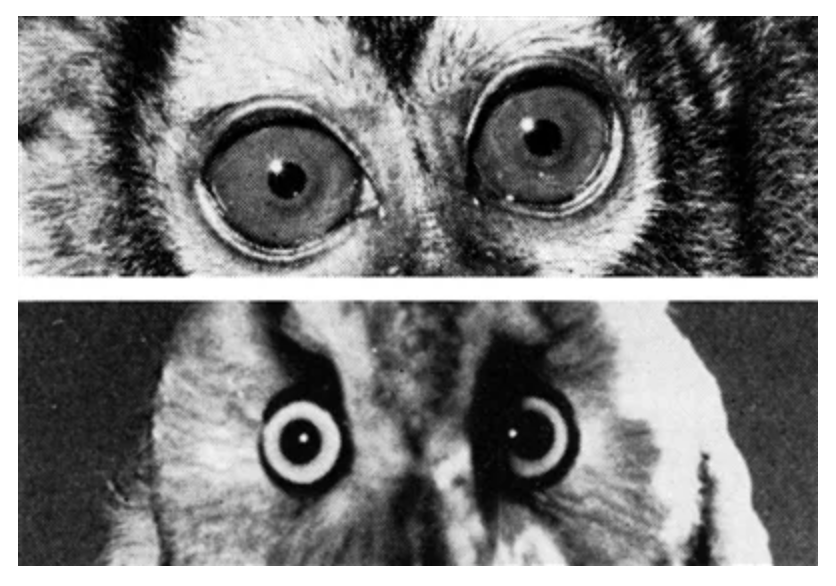 《奥斯特利茨》与《土星之环》：湮灭的时间在现实中复活