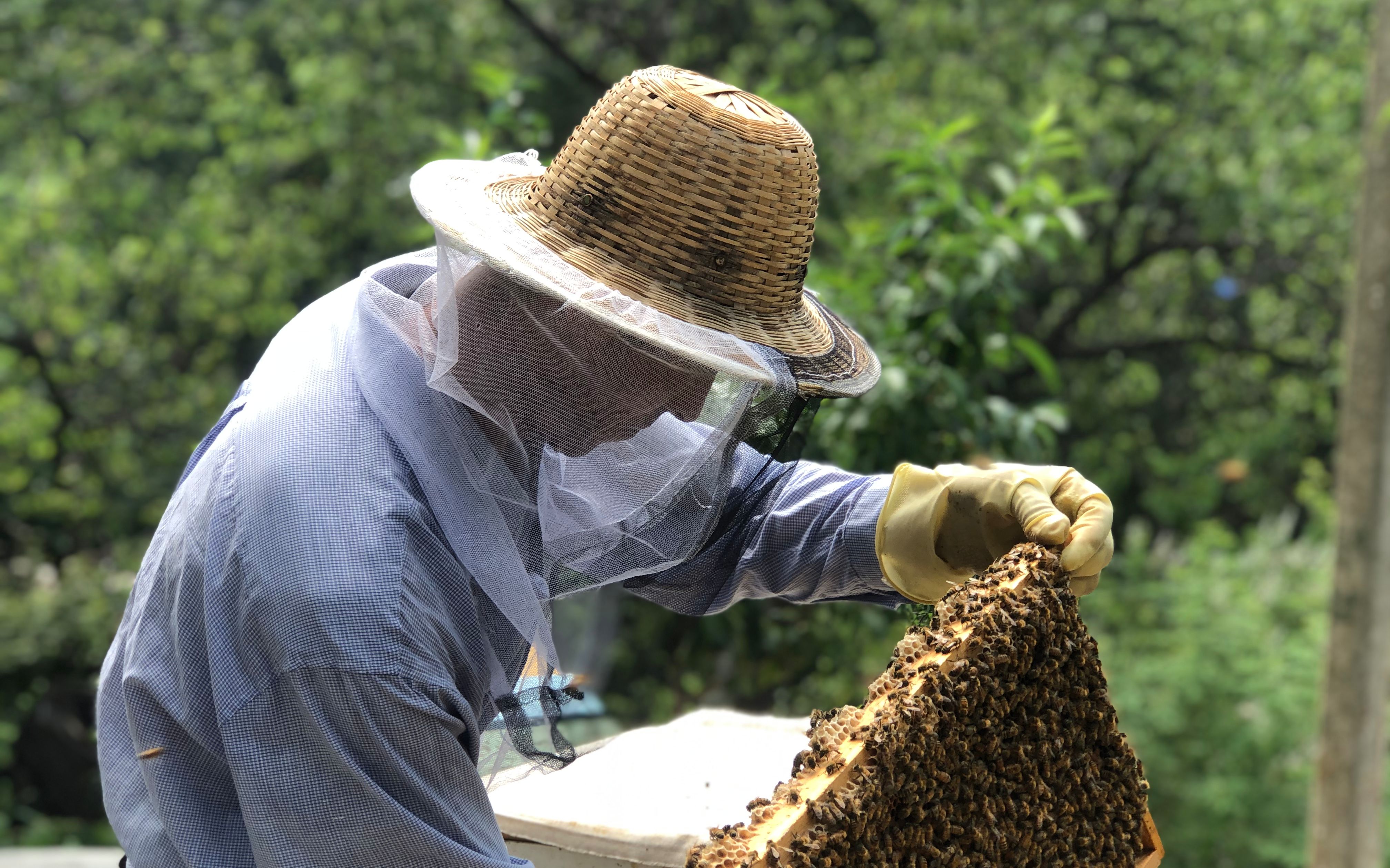 职业养蜂人金松图片