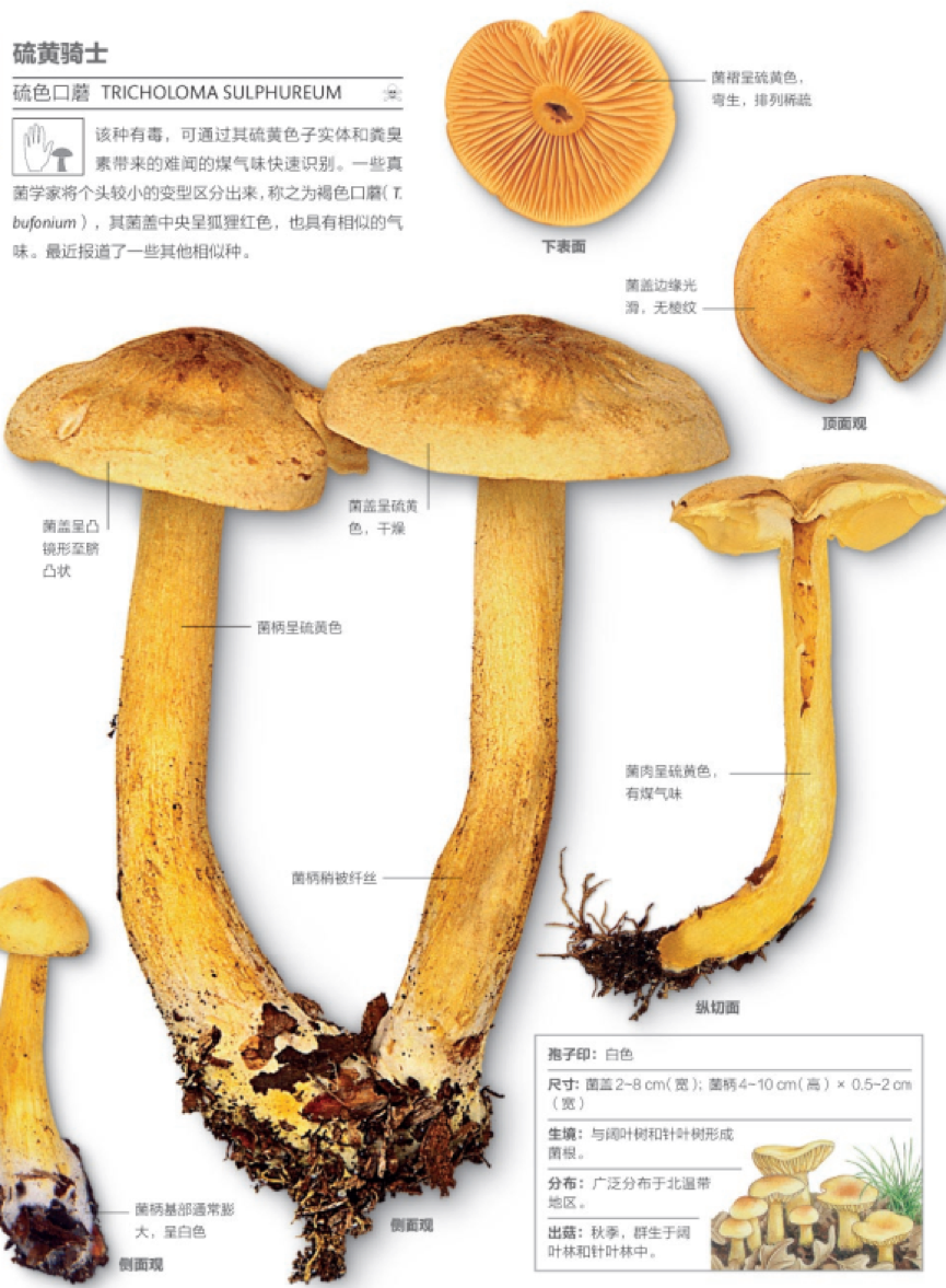 蘑菇的种类及图片名字图片