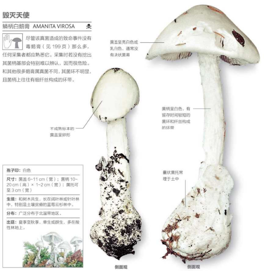 毁灭天使菌蘑菇图片