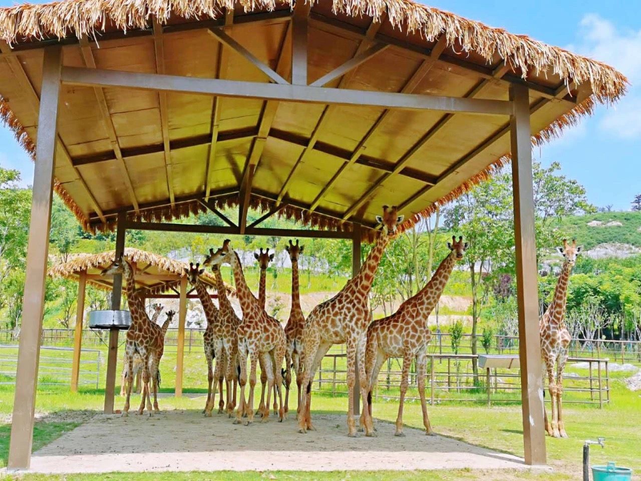 图片来自南京金牛湖野生动物园微信公众号.