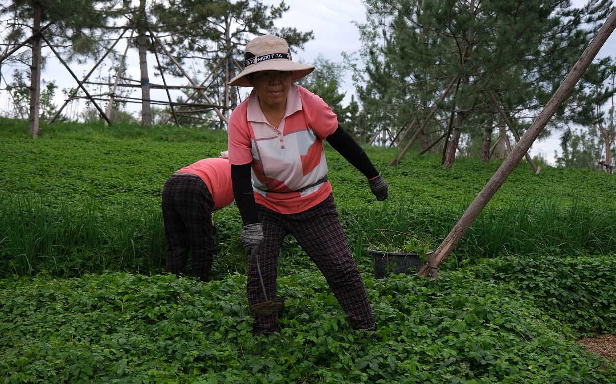 北京郊区绿了起来 通州怀柔密云年底将实现创森目标