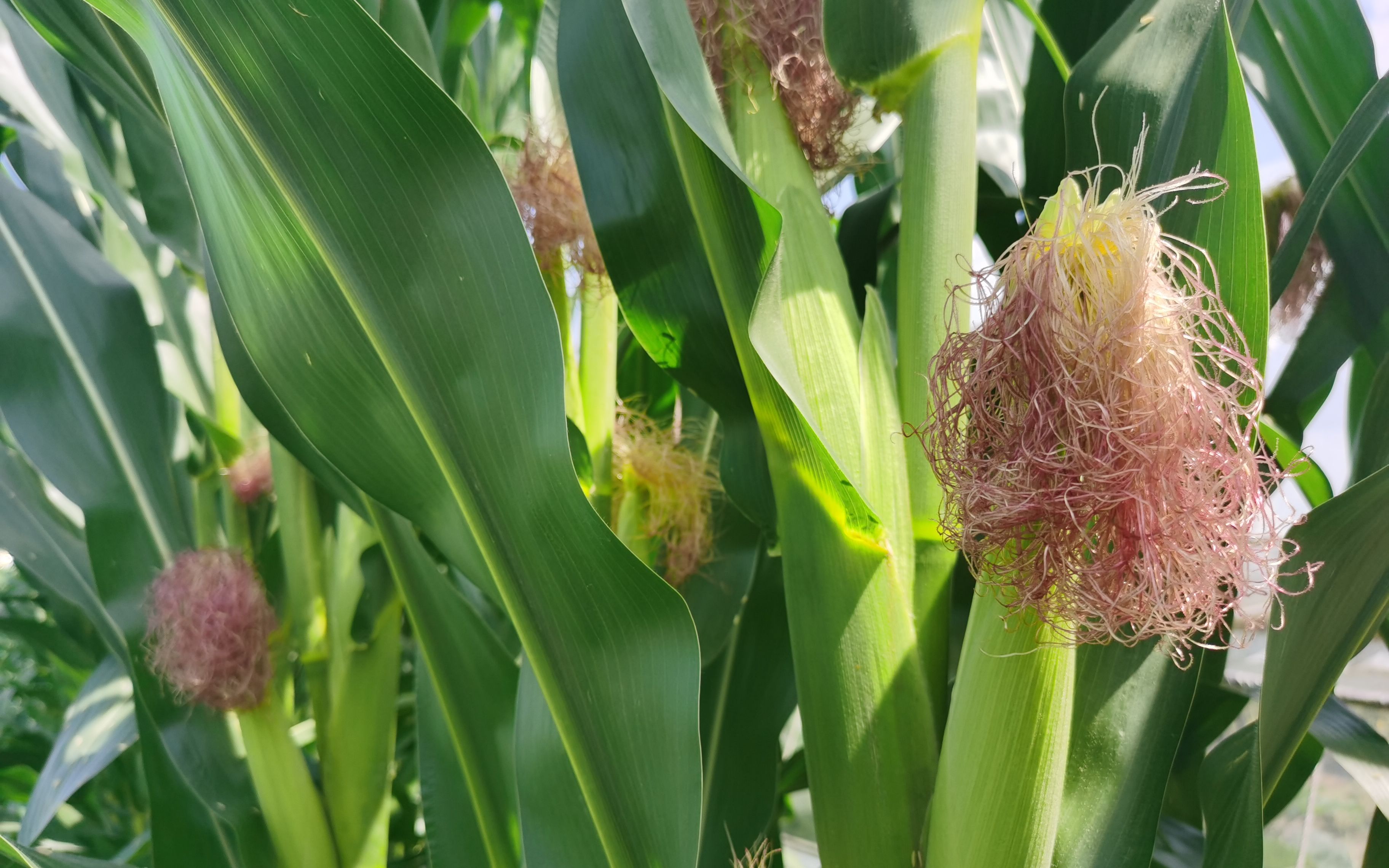 有机种植农场面临盈利难 专家呼吁为有机农业立法