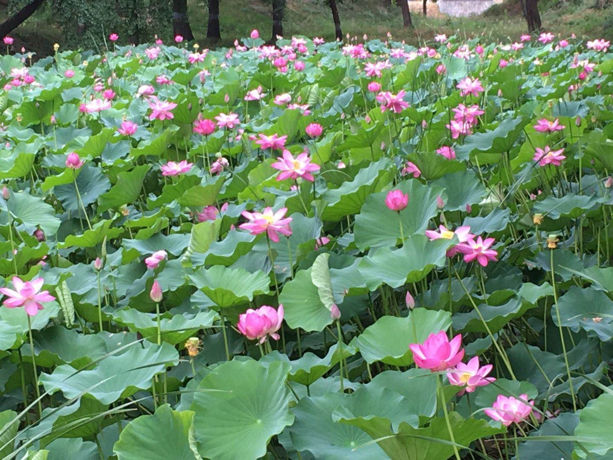 好玩│夜游圆明园赏荷、玉渊潭赏灯，七夕之夜玩转浪漫