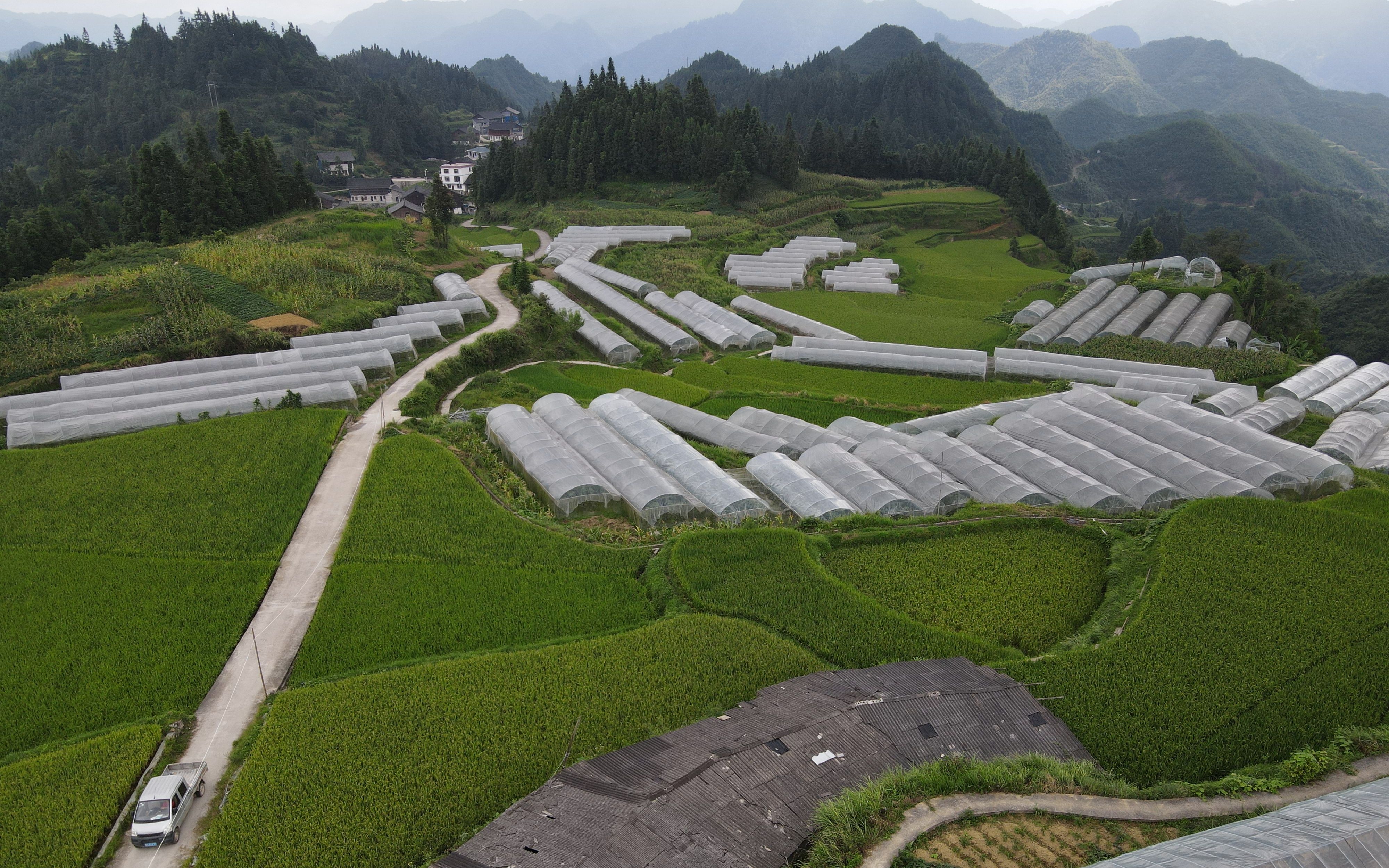 贵州深山有处哈密瓜梯田