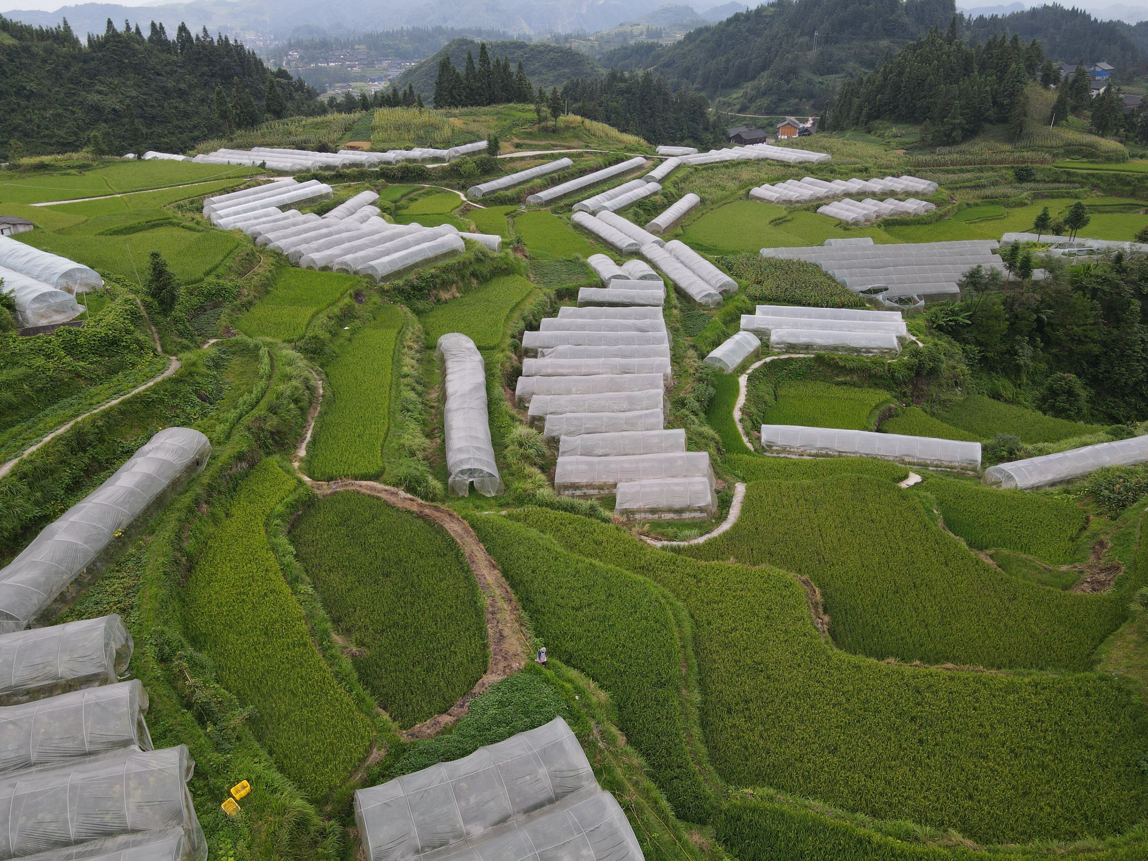 贵州深山有处哈密瓜梯田