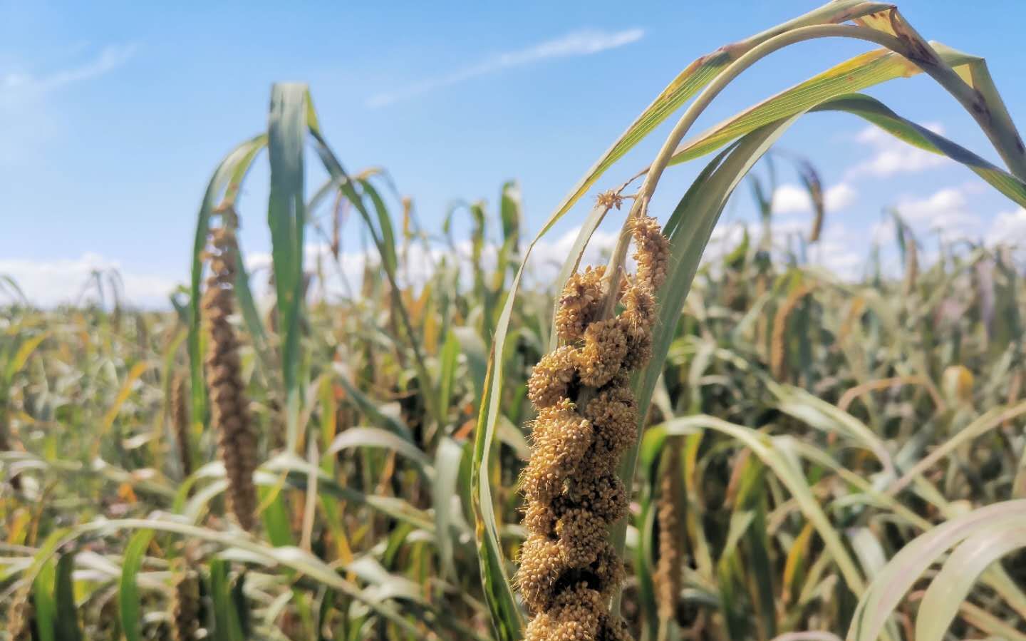 把菜直接卖到北京社区 这位扶贫书记帮村民完成“不可能的任务”