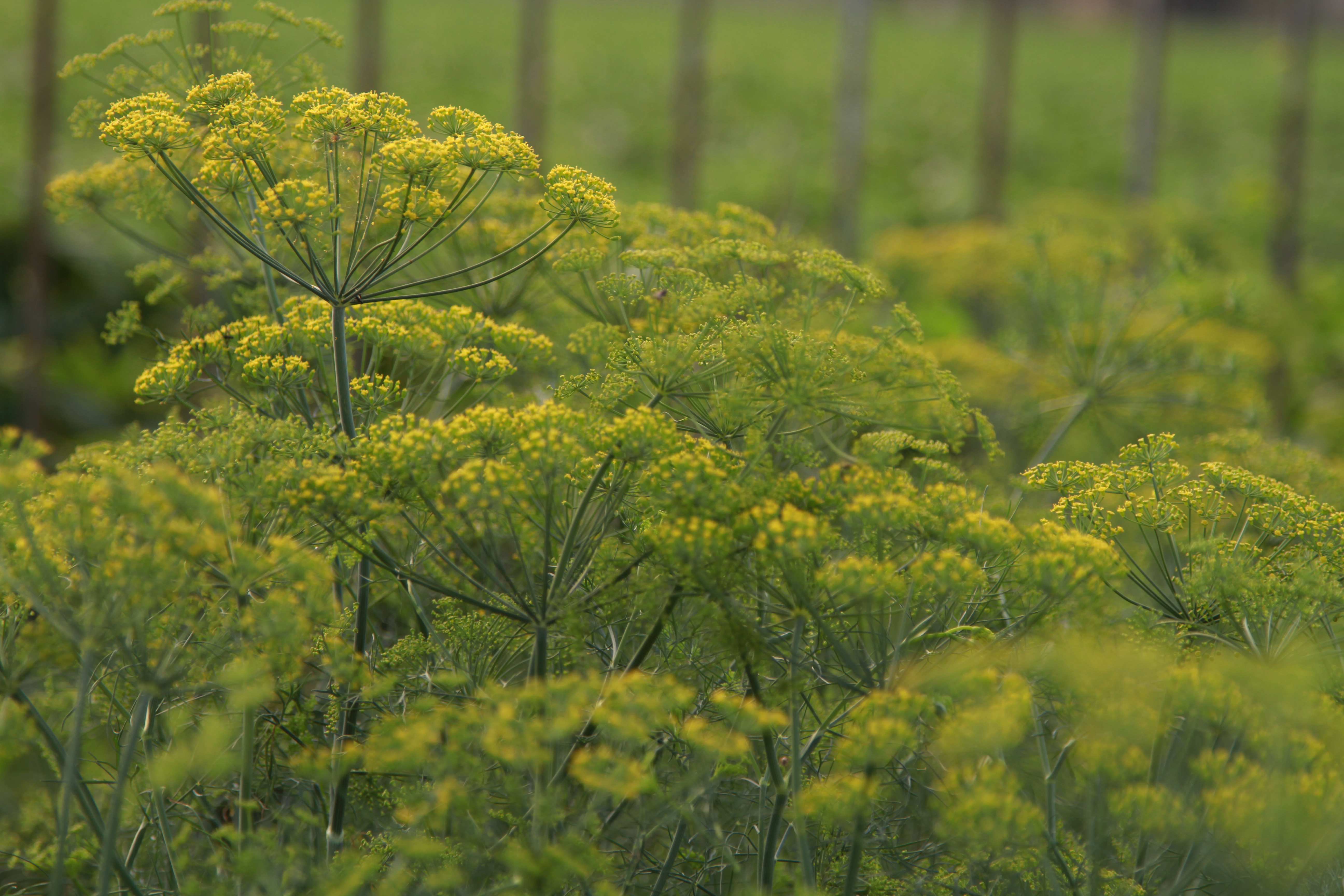 贵州),浑香,小茴香的茎部及嫩叶可作蔬菜,调味料小茴香,为植物茴香的