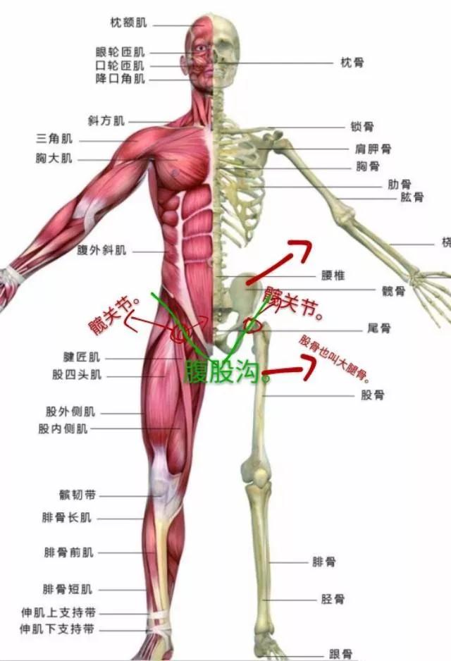 腹股沟的位置示意图图片