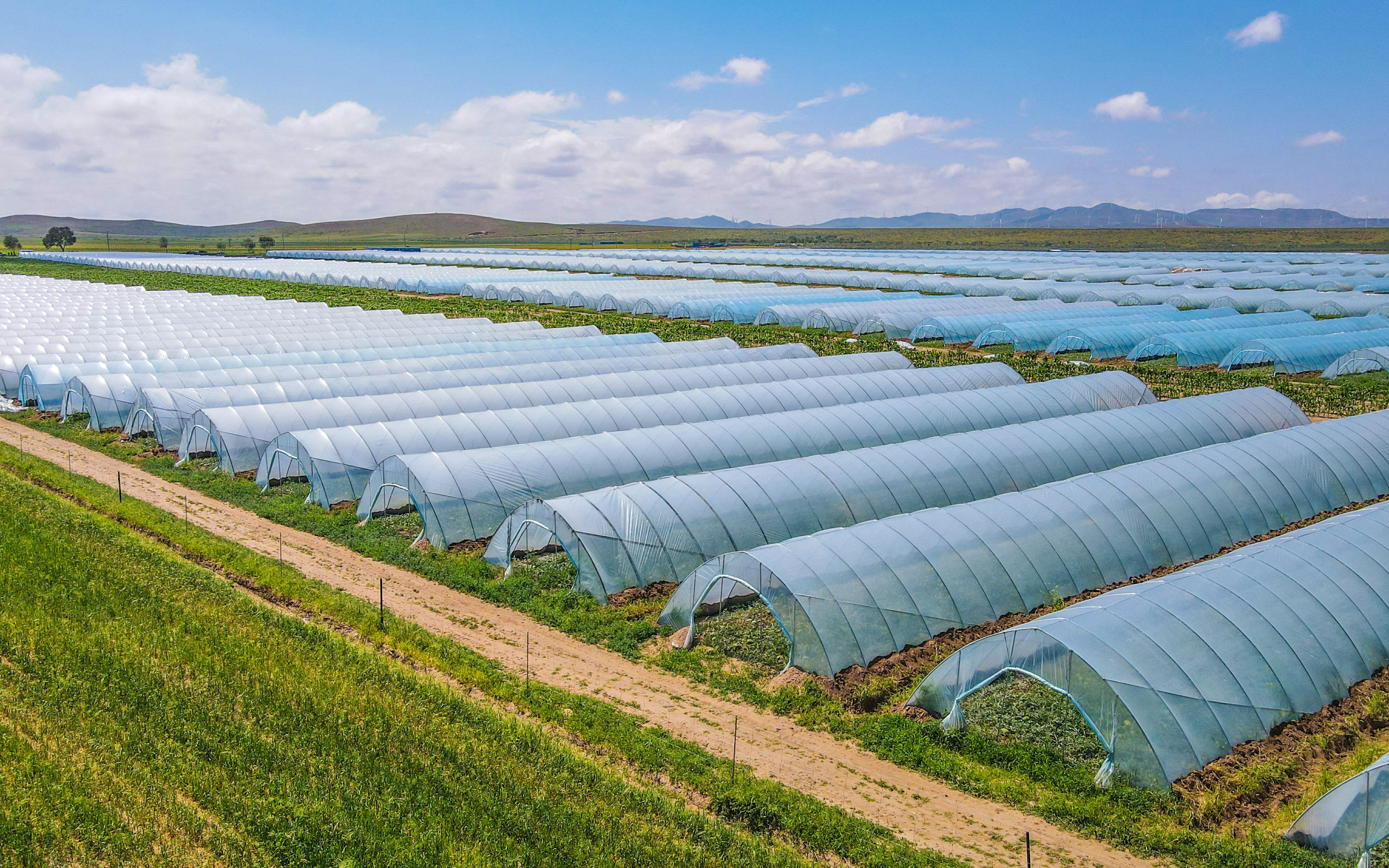 大兴扶贫干部将庞各庄西瓜引入正镶白旗,北京合作社的种植大棚在当地