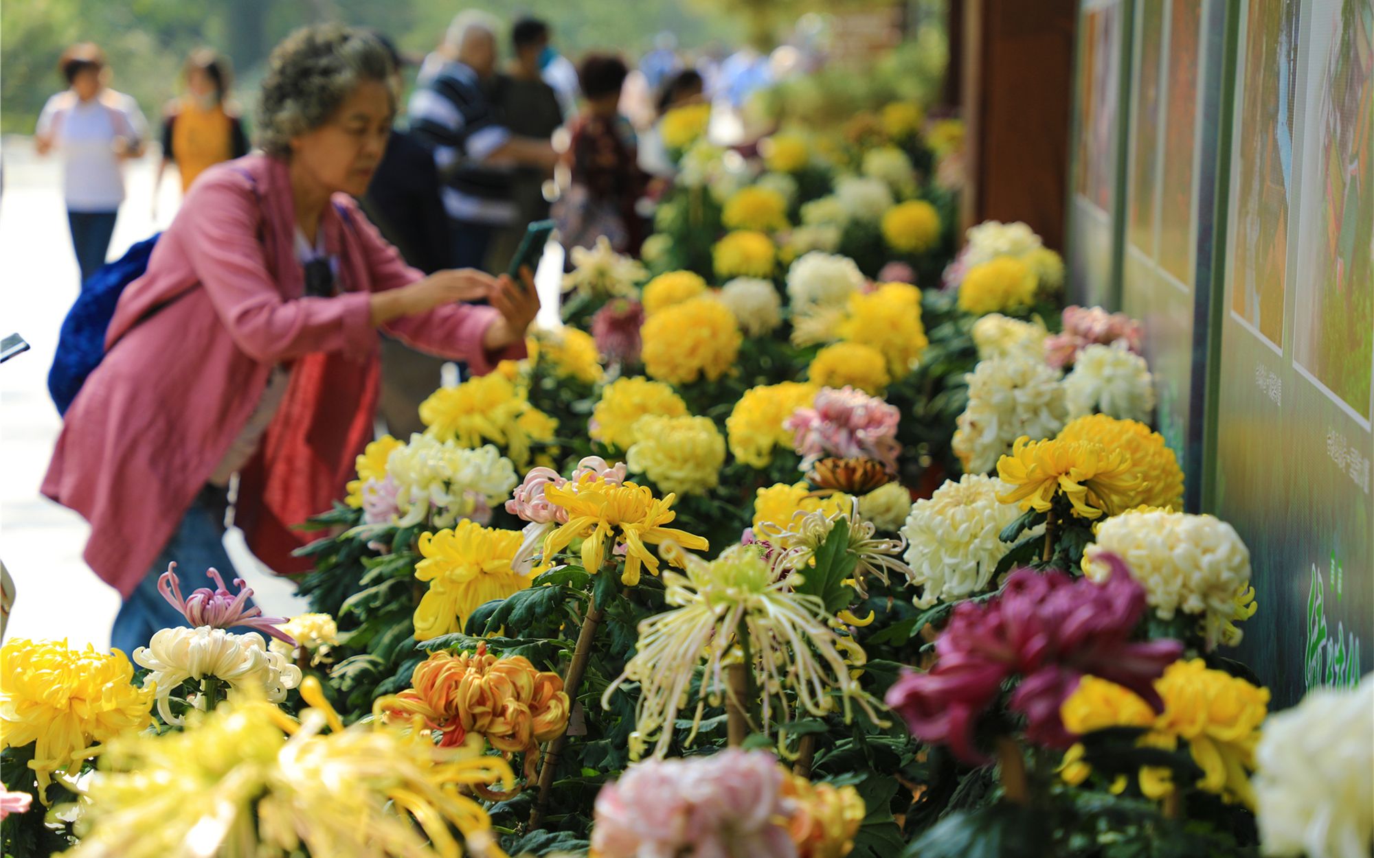北京植物园市花展开幕 新培育的12个小菊品种首次迎客