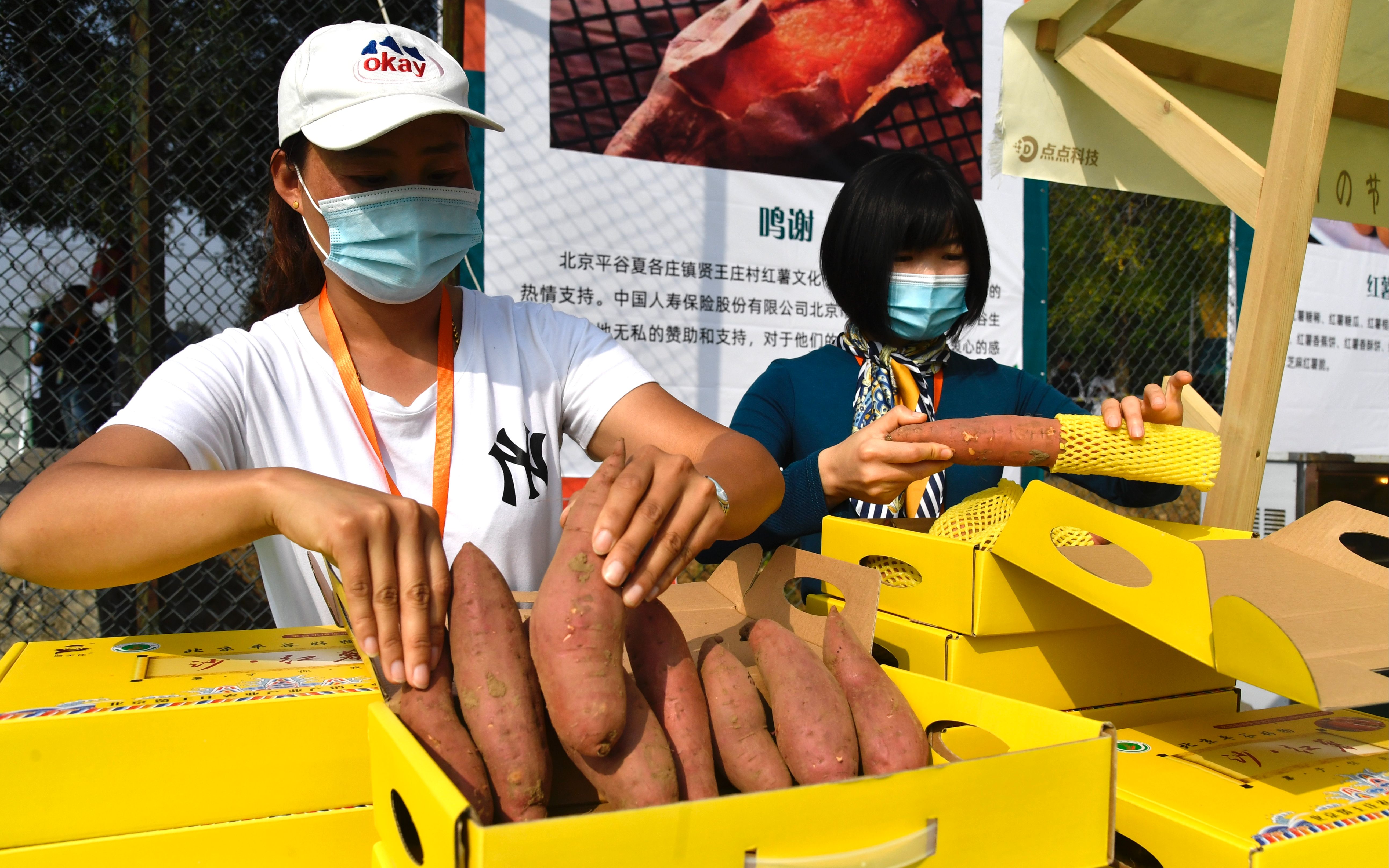 平谷夏各庄红薯文化节开幕，市民体验农事乐趣