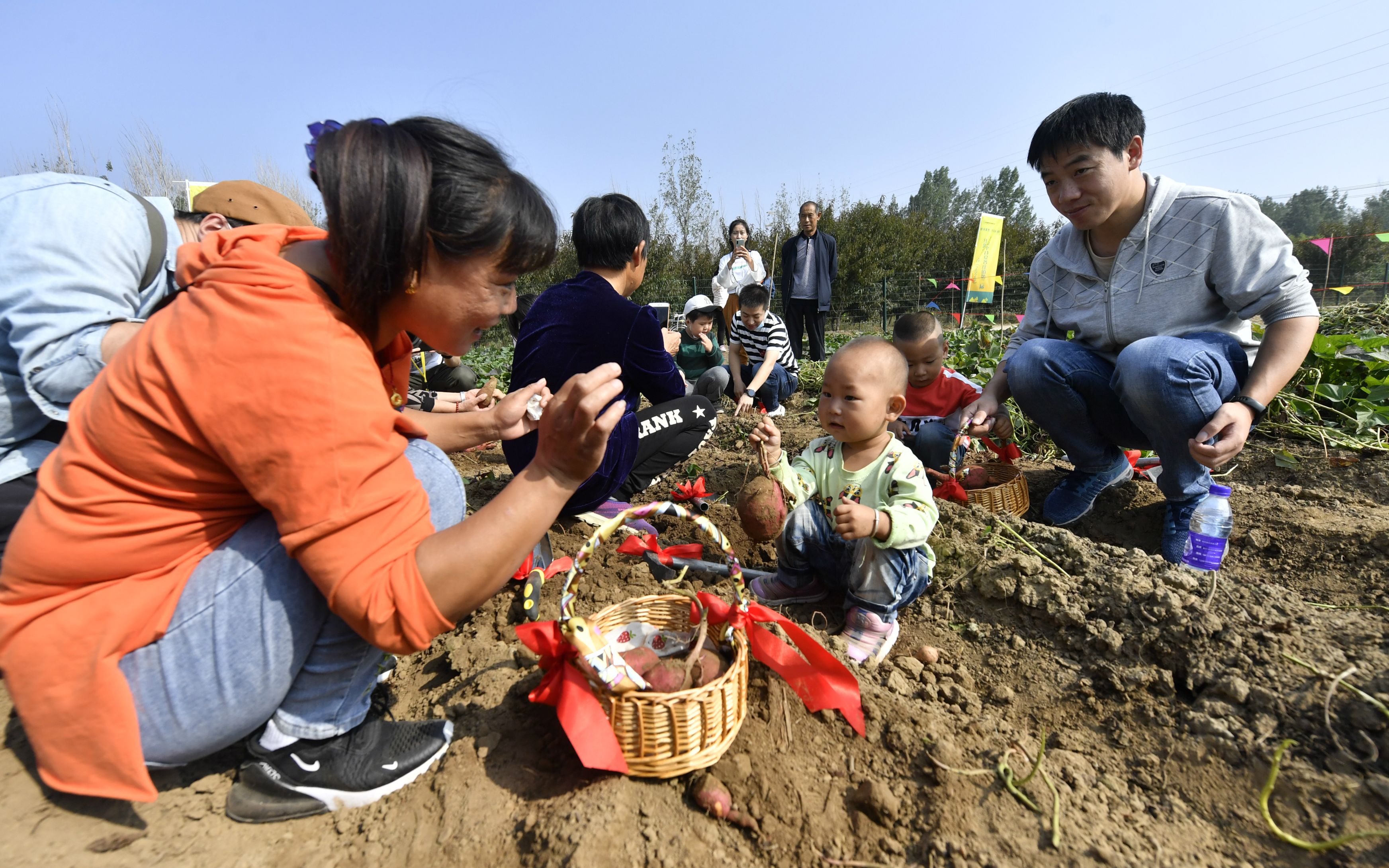 平谷夏各庄红薯文化节开幕，市民体验农事乐趣