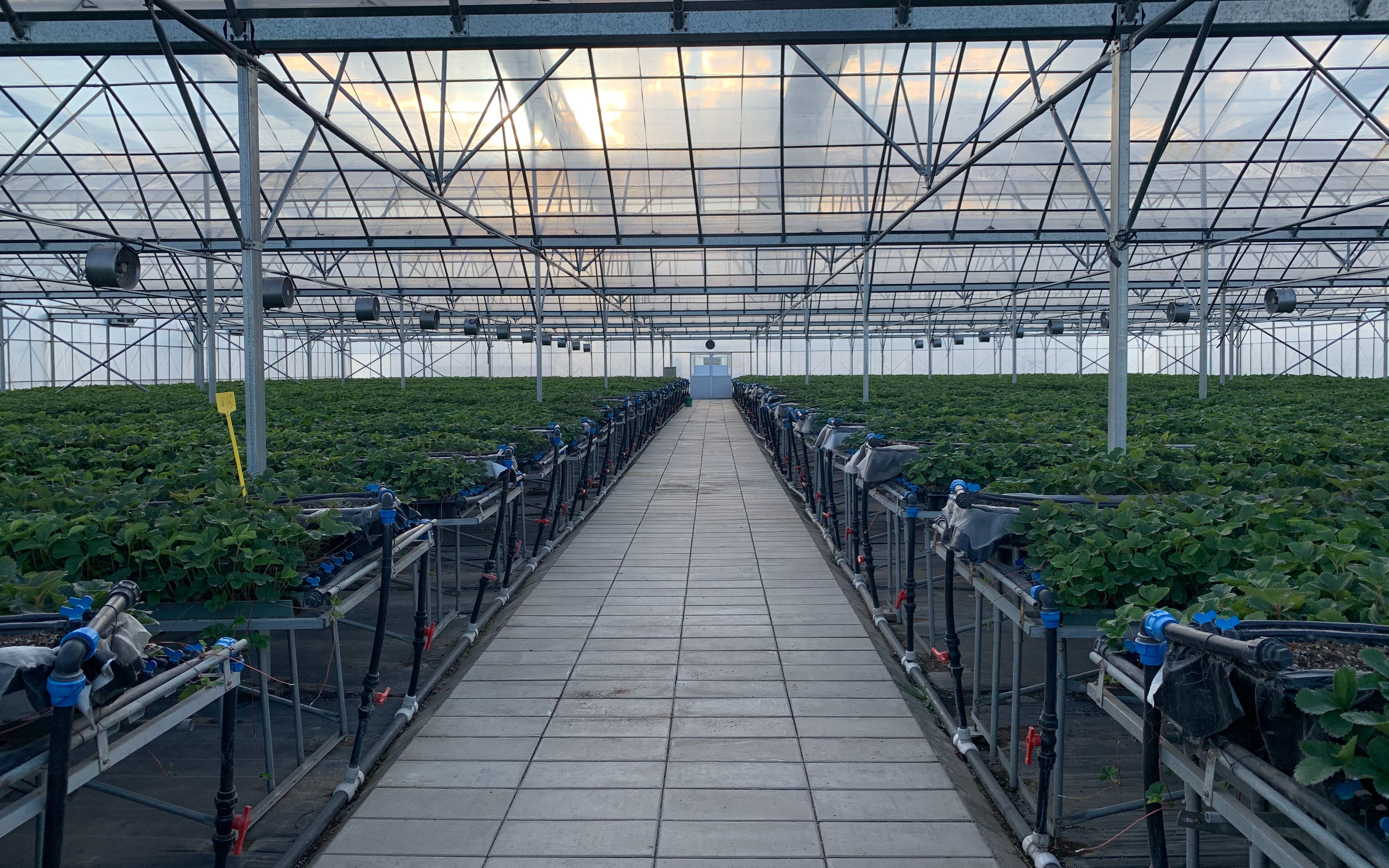 昌平尚义草莓基地大棚内的高架苗.受访者供图