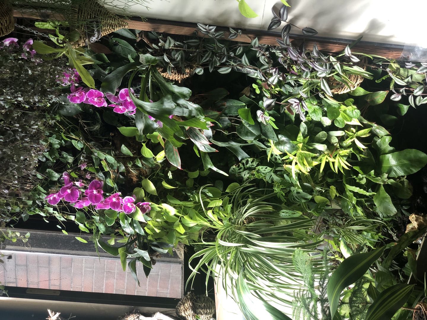 国庆天安门花坛总设计师蓝海浪：家里有近百种花，阳台上长出芭蕉