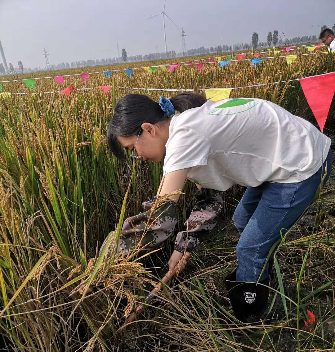 天津任千户村水稻将迎收获季 国庆期间迎首批“收获体验官”