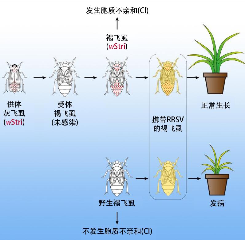 我国科学家取得水稻害虫褐飞虱生物防治新突破