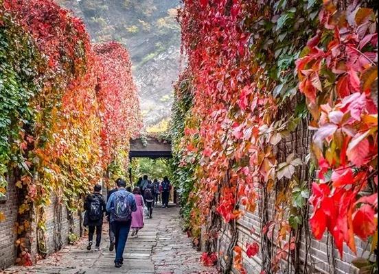 全国赏秋叶地图出炉！快来看看哪儿是周末赏景好去处