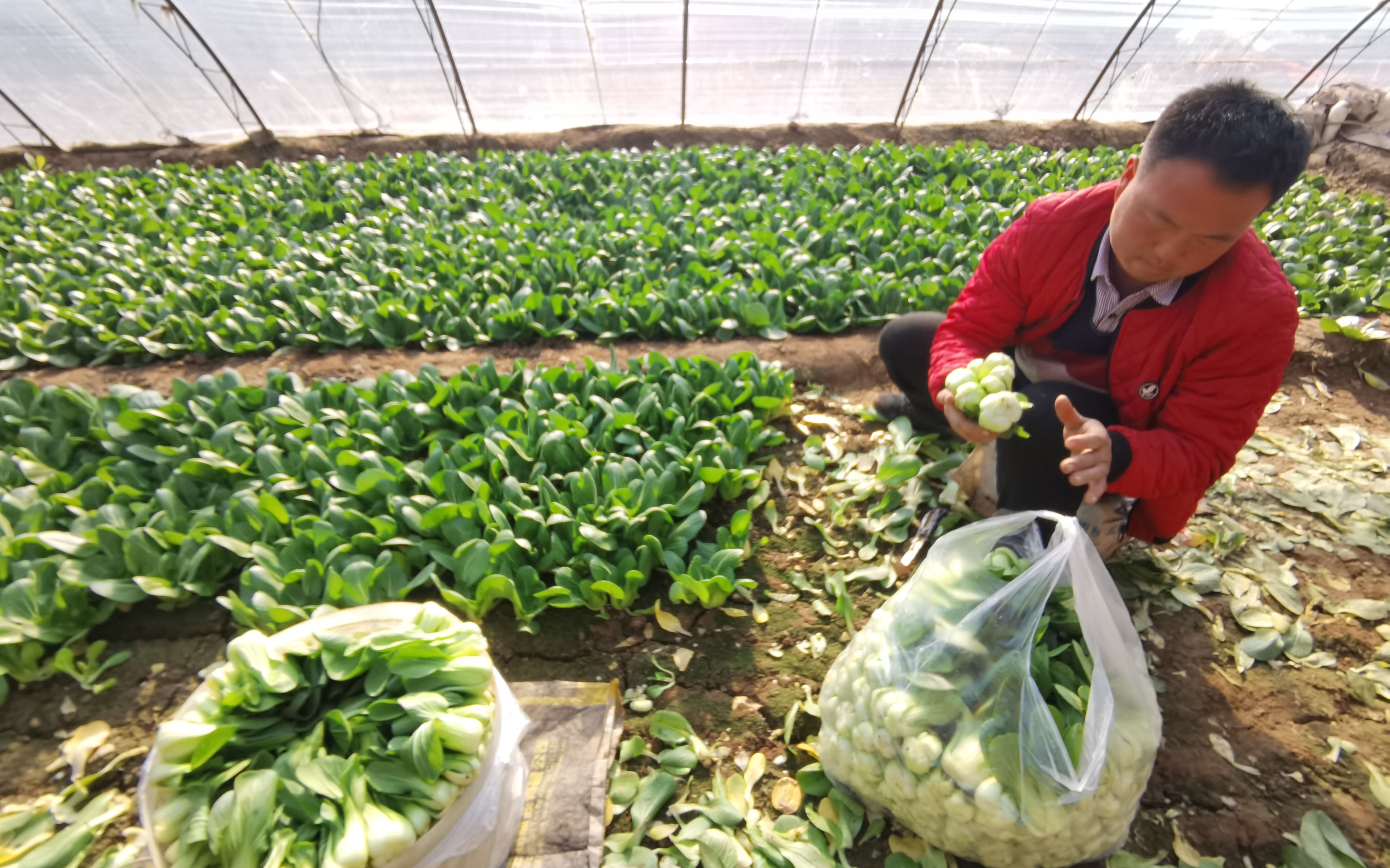 京郊冬季油菜上市时节这里的菜农格外忙碌