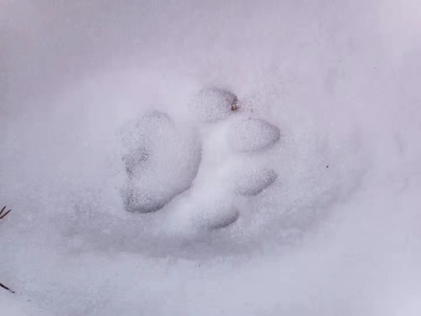 神奇豹子在哪里