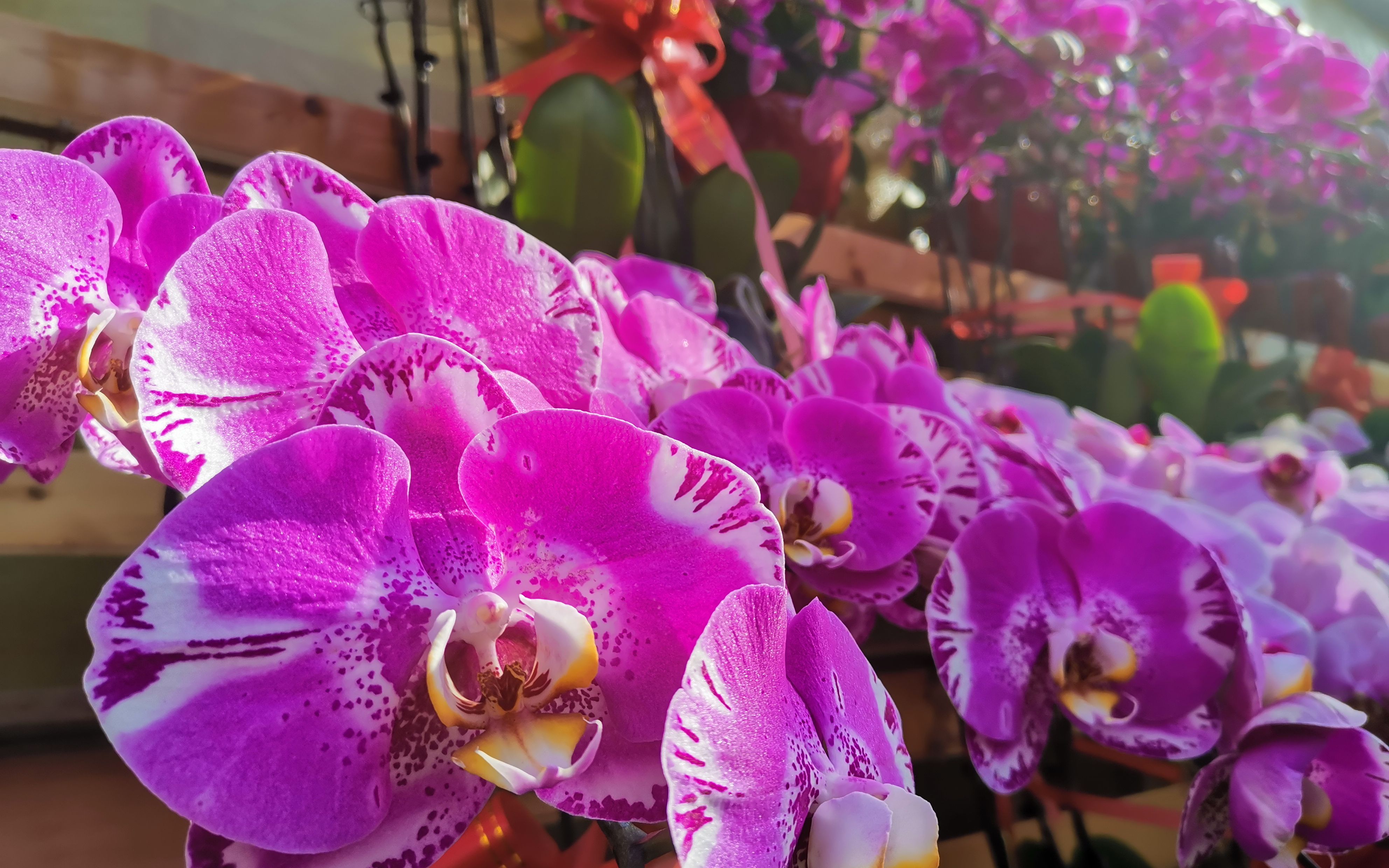 蝴蝶兰 植物界的拟态大师为何成了明星年宵花