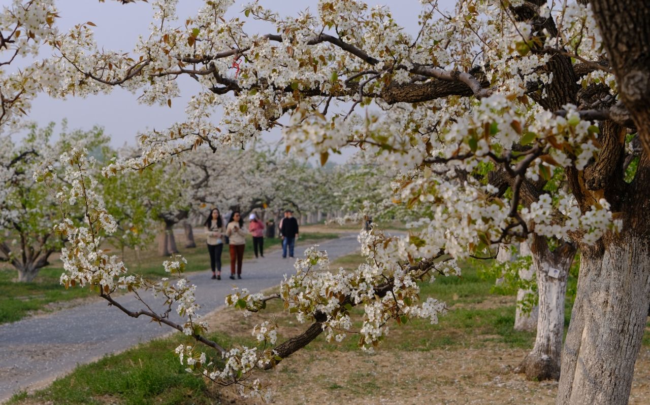 2021年北京房山梨花节图片