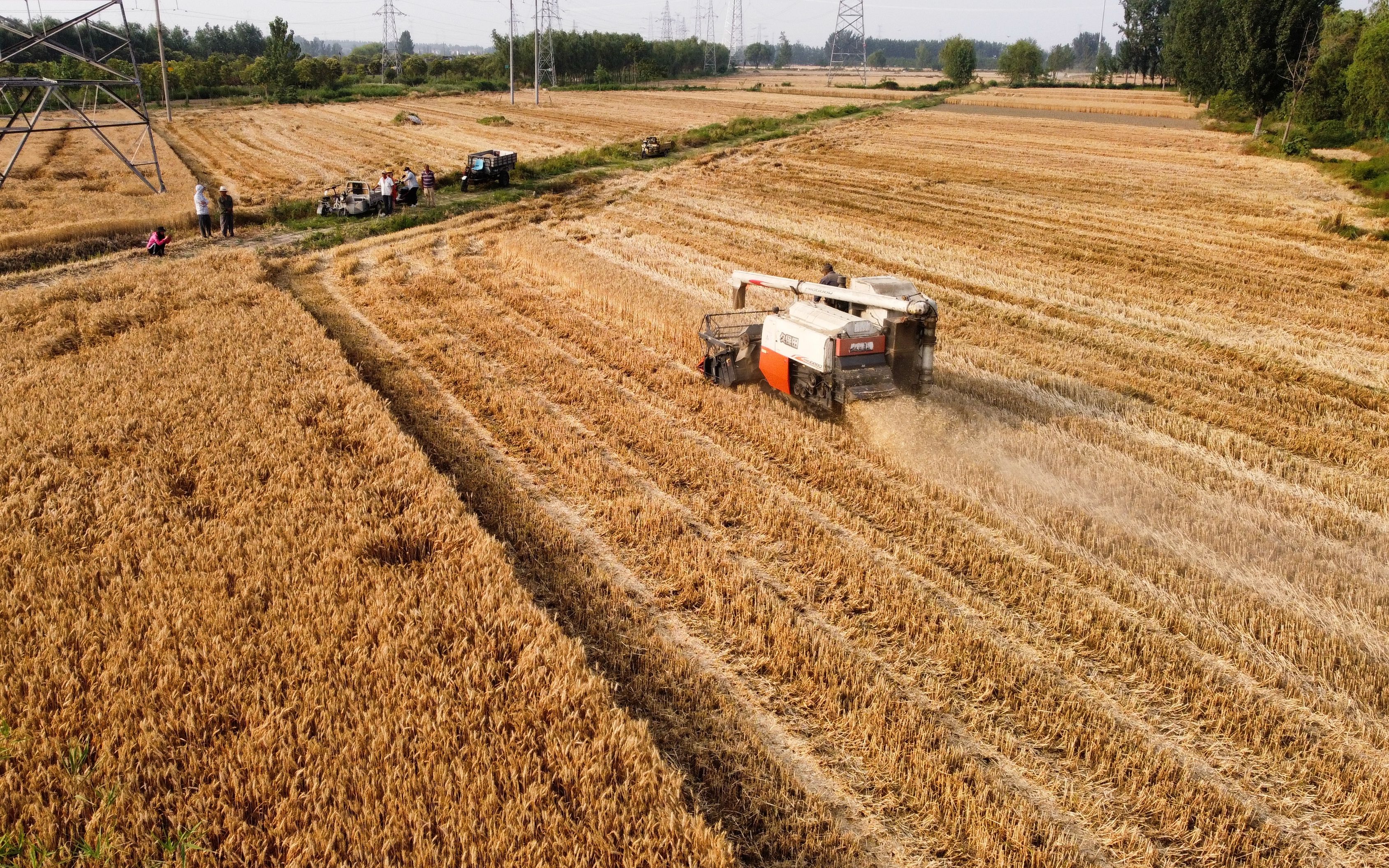 收割机在麦田中驰骋着.新京报记者 王巍 摄