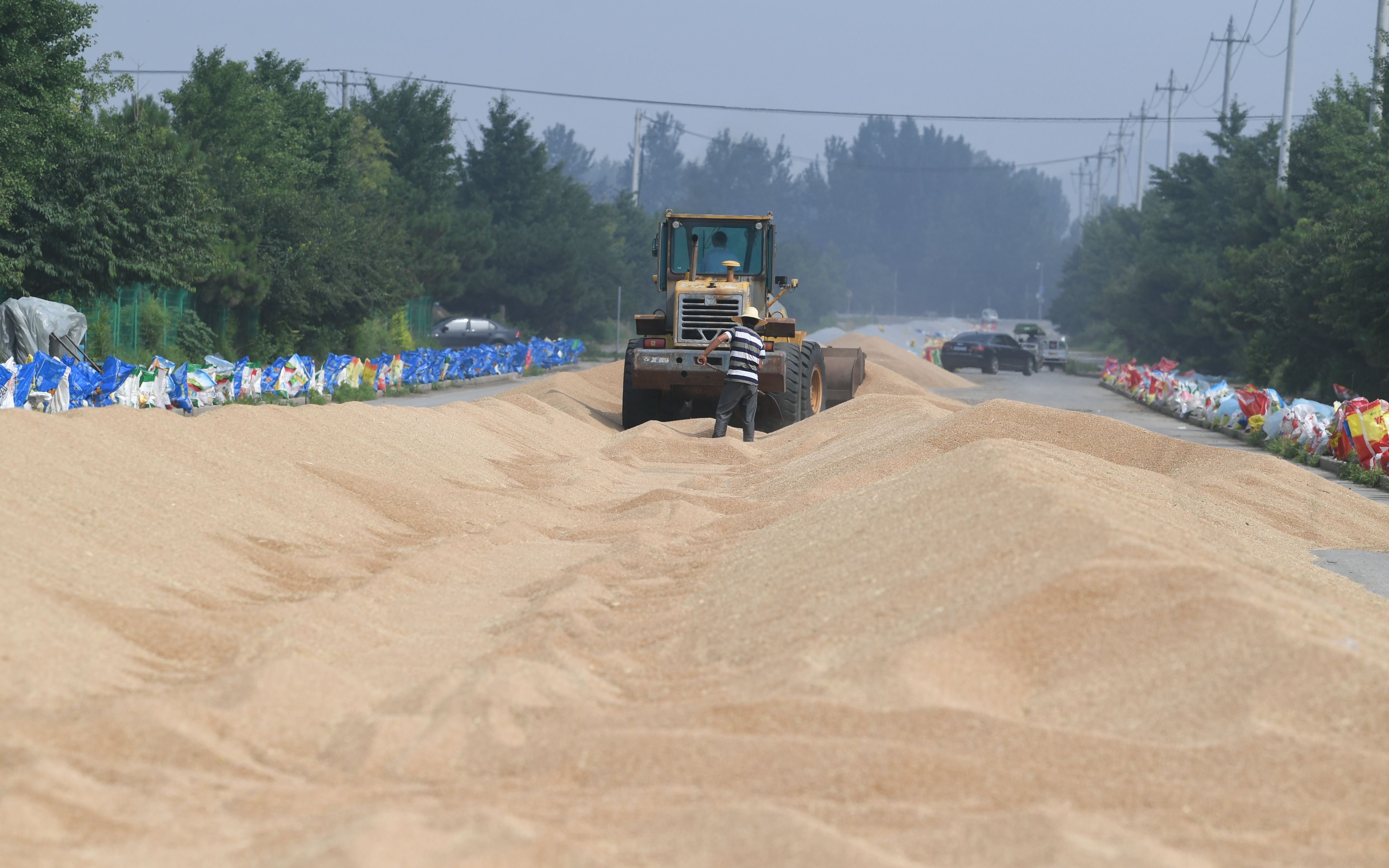 金黄的麦粒堆成高高的谷堆,工人在空地上翻动晾晒的小麦.