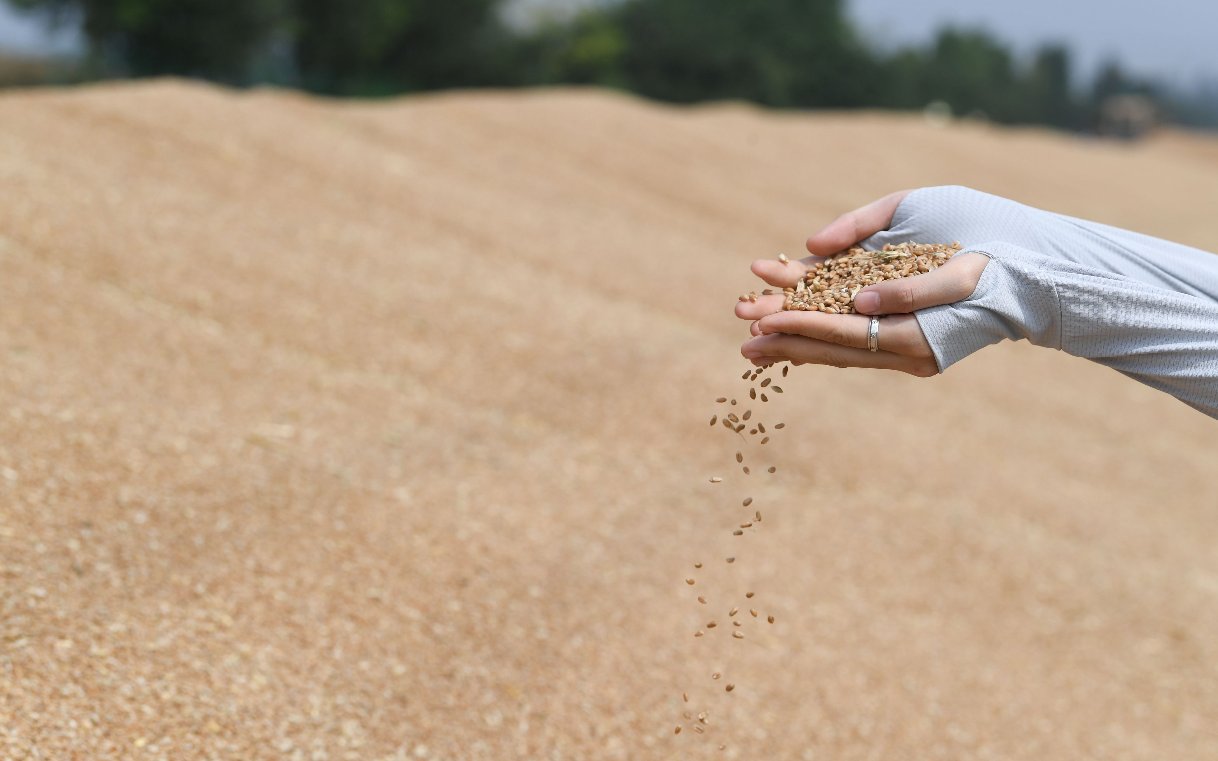 记者注意到,这里晾晒的小麦,不是薄薄的一层,而是堆成近1米高的谷堆