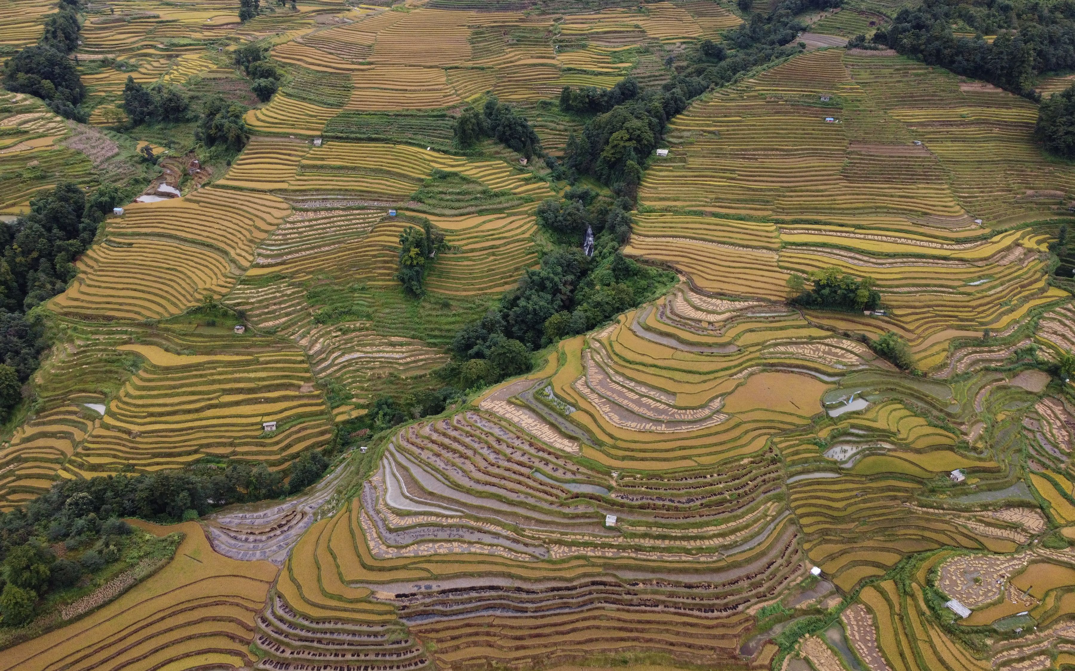 探访哈尼梯田秋收 在"遗产"里劳作的人们