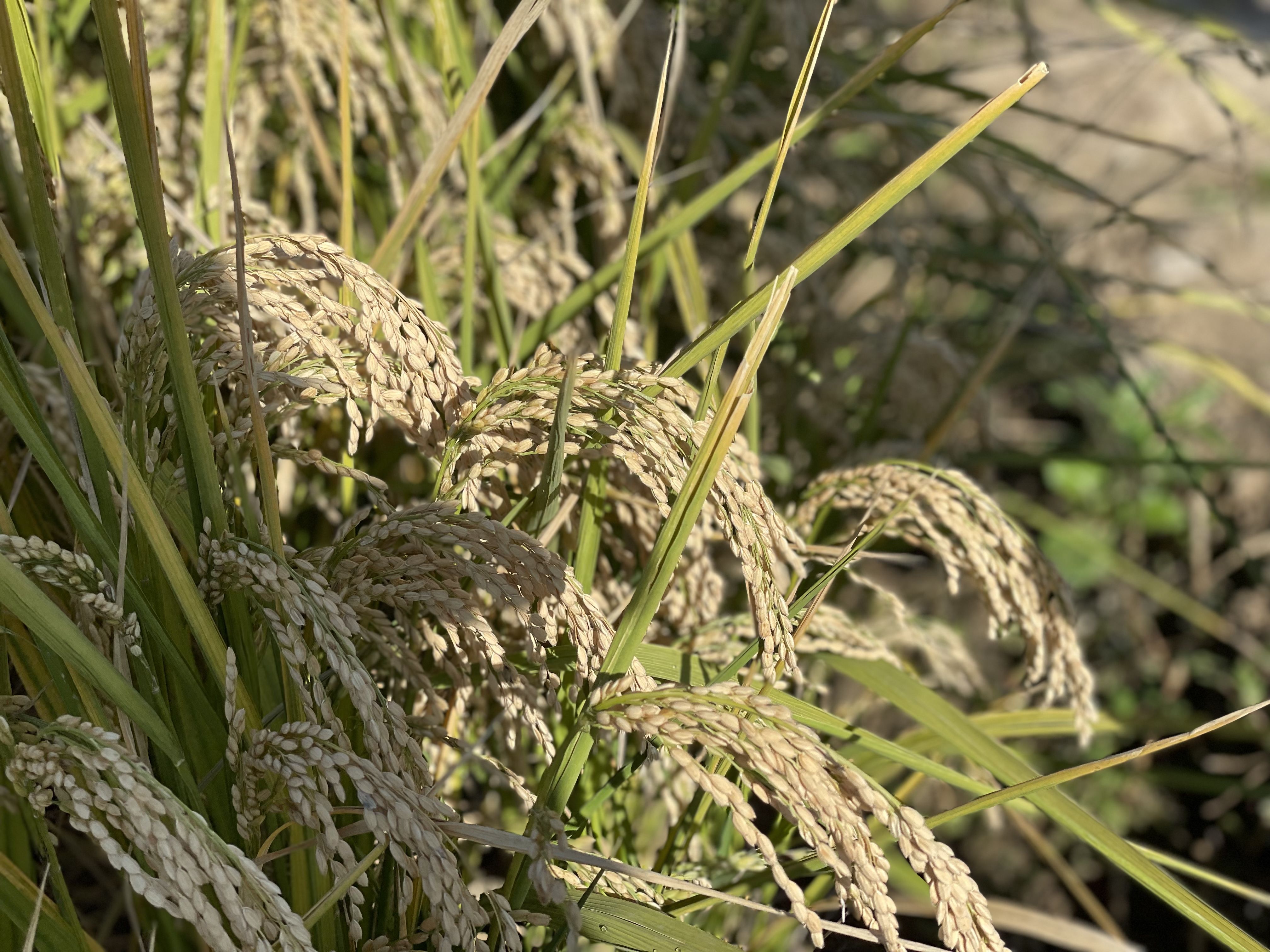 京西130亩水稻已经开镰 预计将产稻10万斤