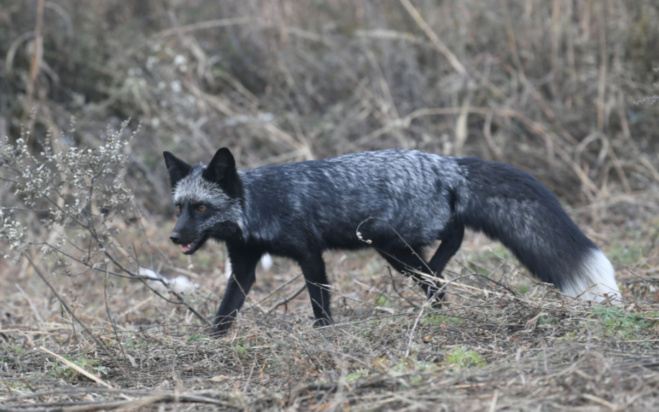 北京妙峰山偶遇银狐专家表示或非野生动物