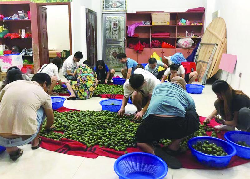 新闻8点见丨槟榔"迎考":从"醒脑神器" 到"致癌杀手"