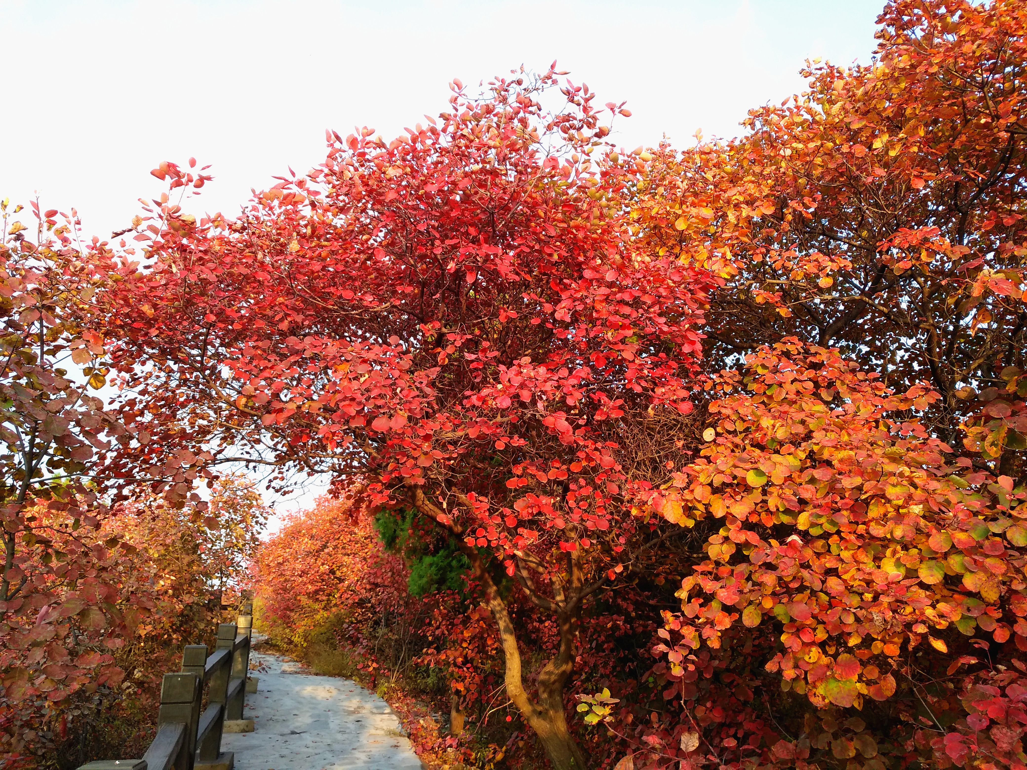 金海湖红叶节图片