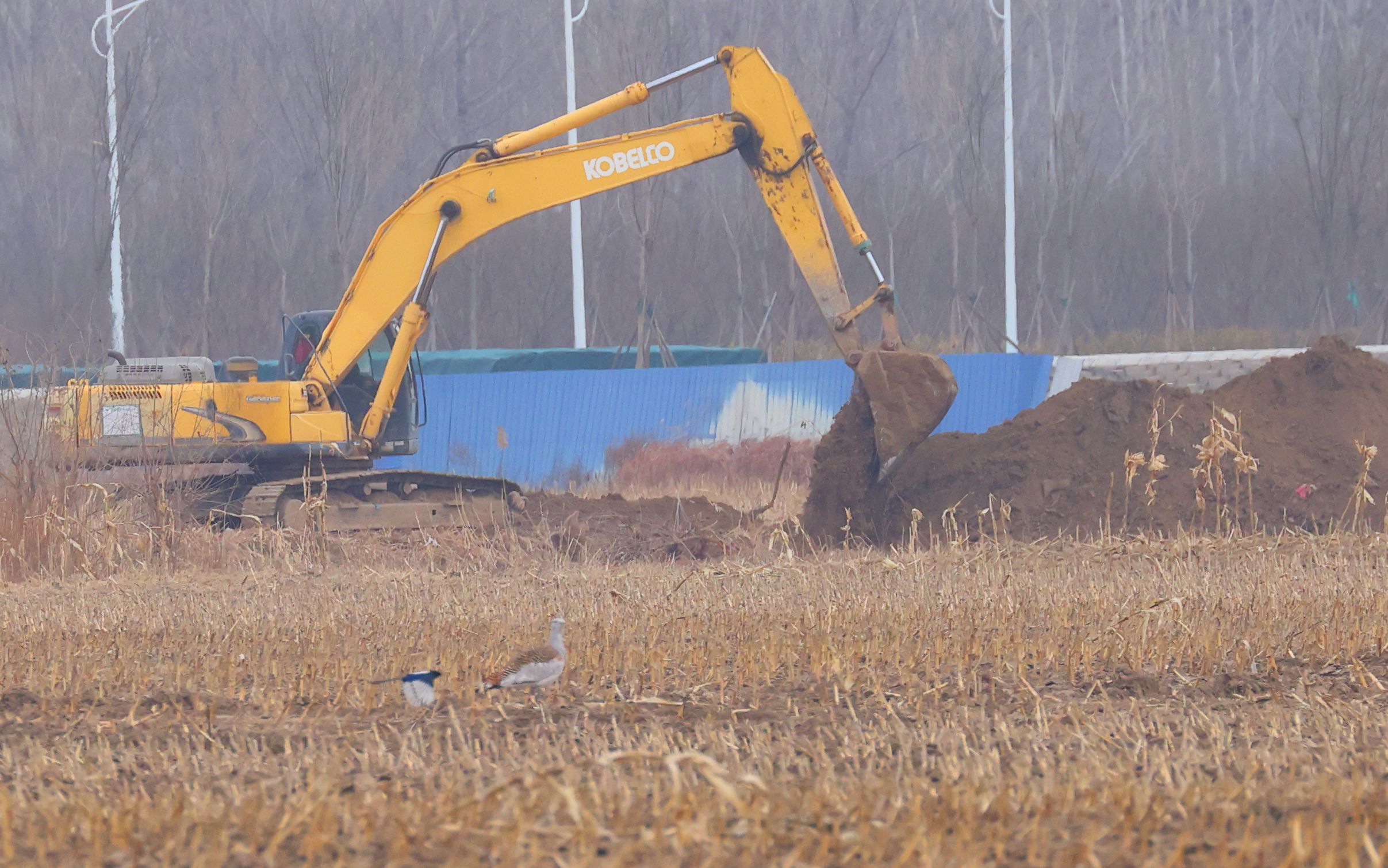 通州大鸨栖息地开挖排水沟，为护鸟施工项目已暂停