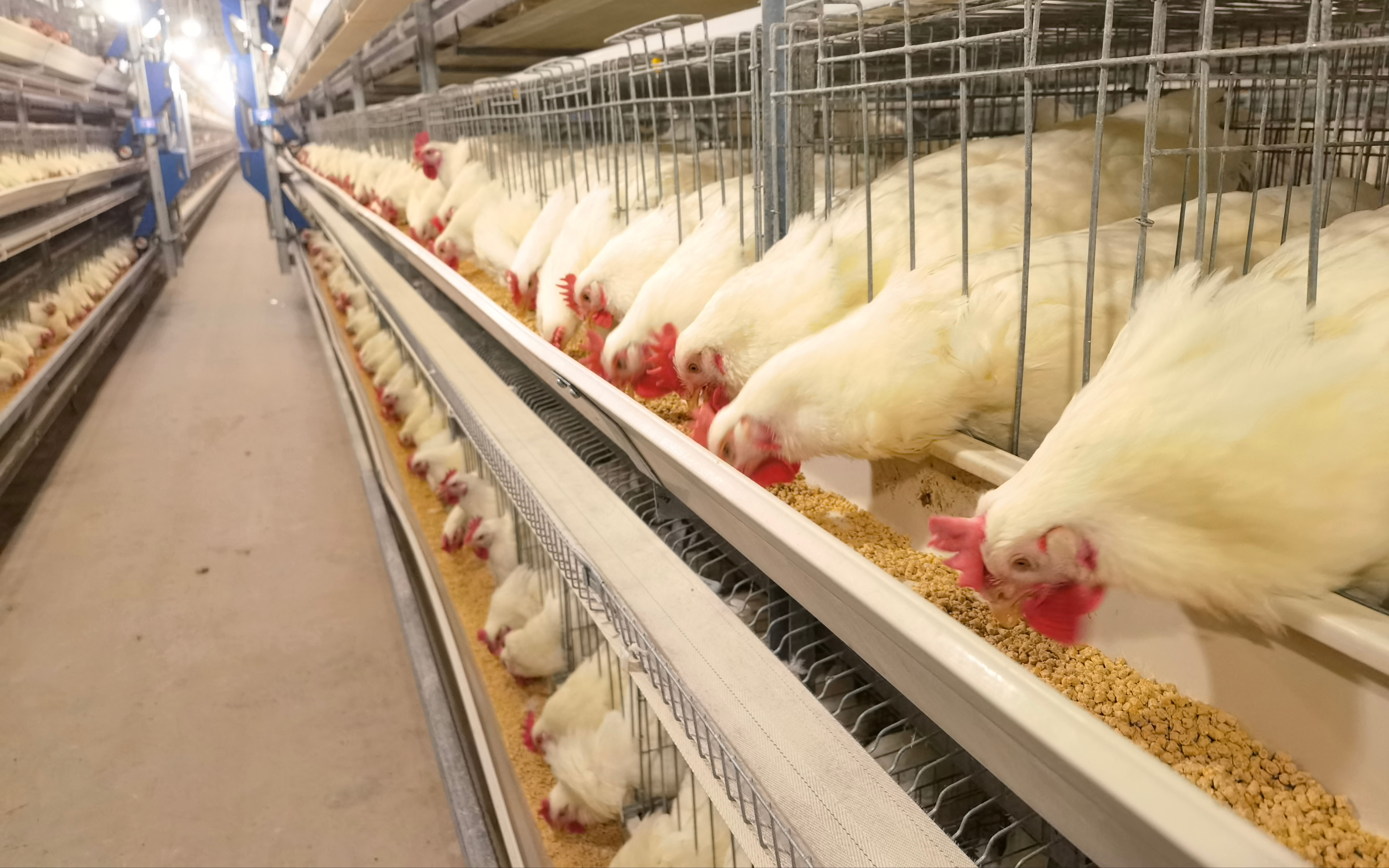 我国自主白羽肉鸡广明2号正式发布