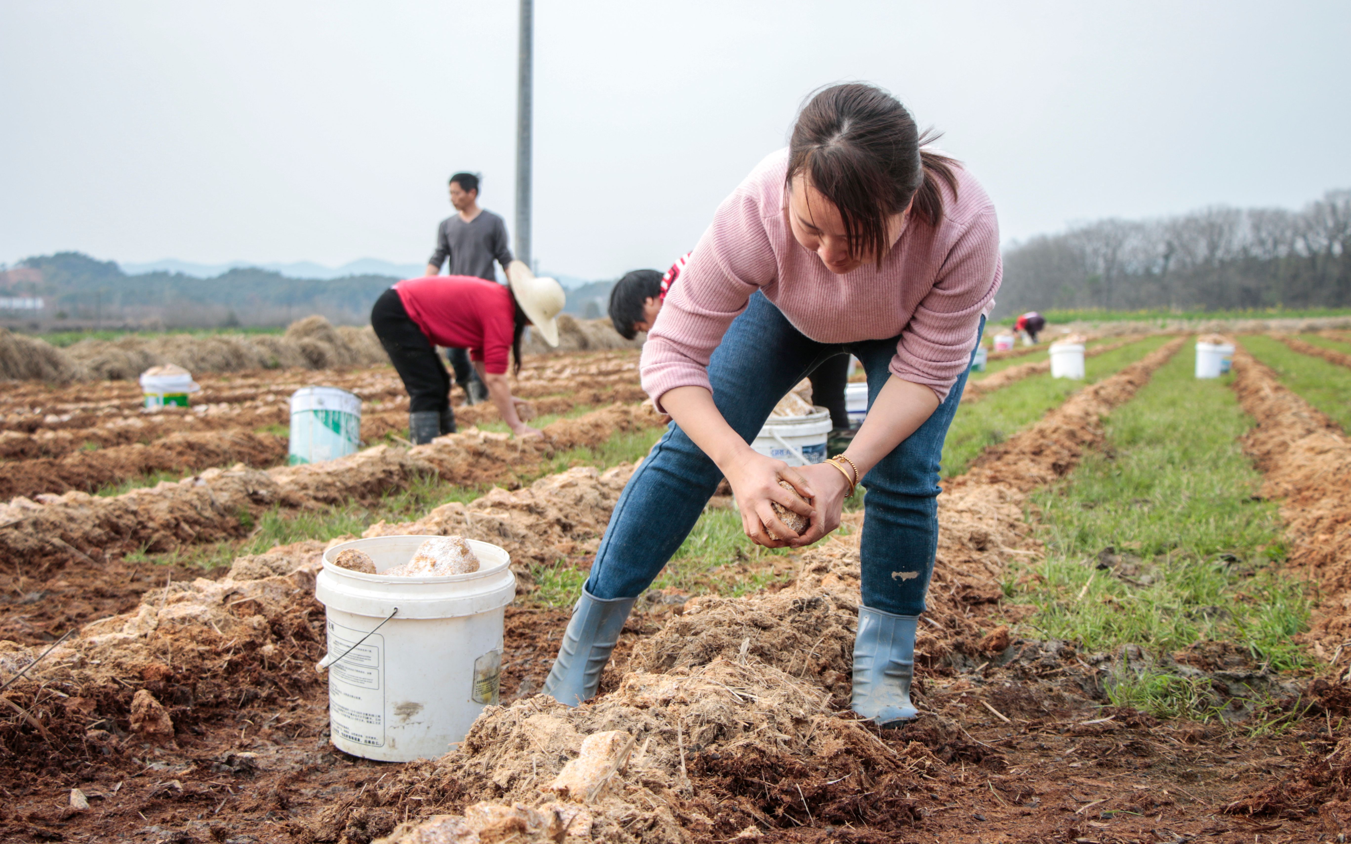 村里有了竹荪菌菇产业,我们这些农村妇女在家门口种竹荪就能挣到钱