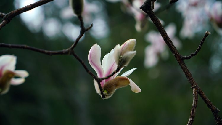 潭柘寺"二乔玉兰"娇艳绽放