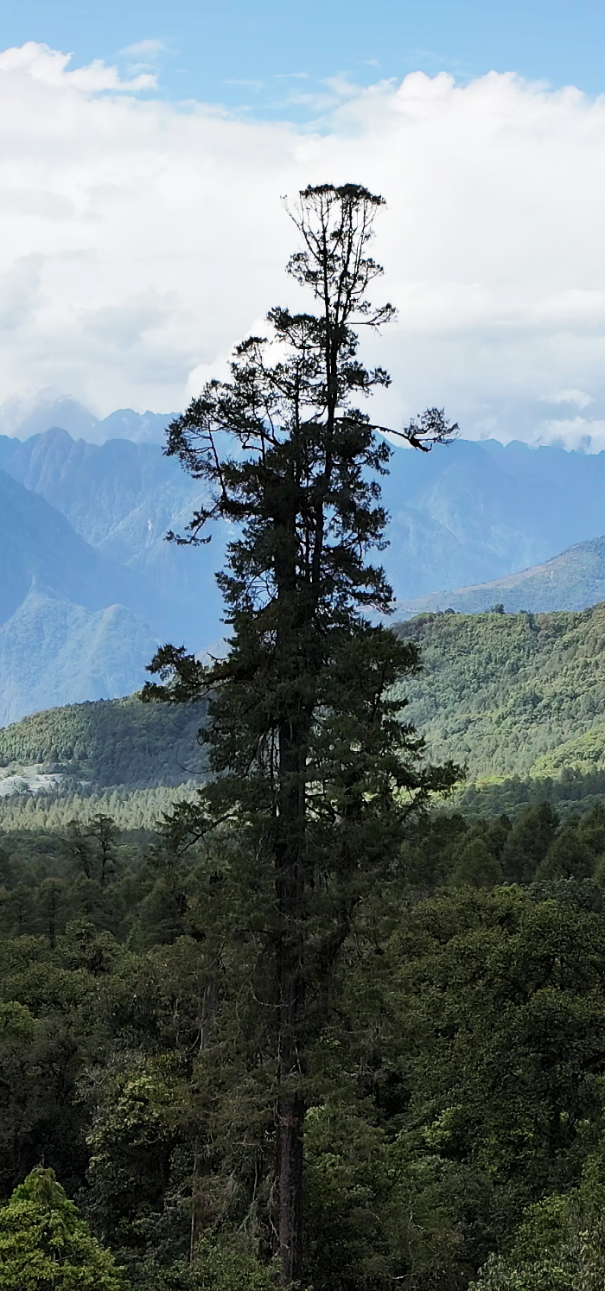 西藏墨脱县发现中国大陆已知最高的树，科研人员介绍测高过程