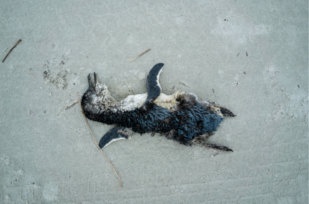 小蓝企鹅死亡之谜