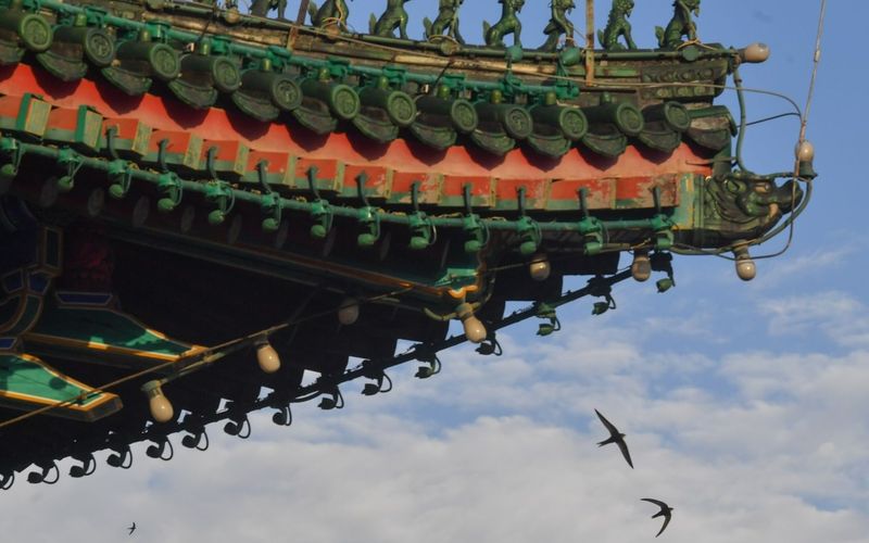 雨燕，再见 — 新京报