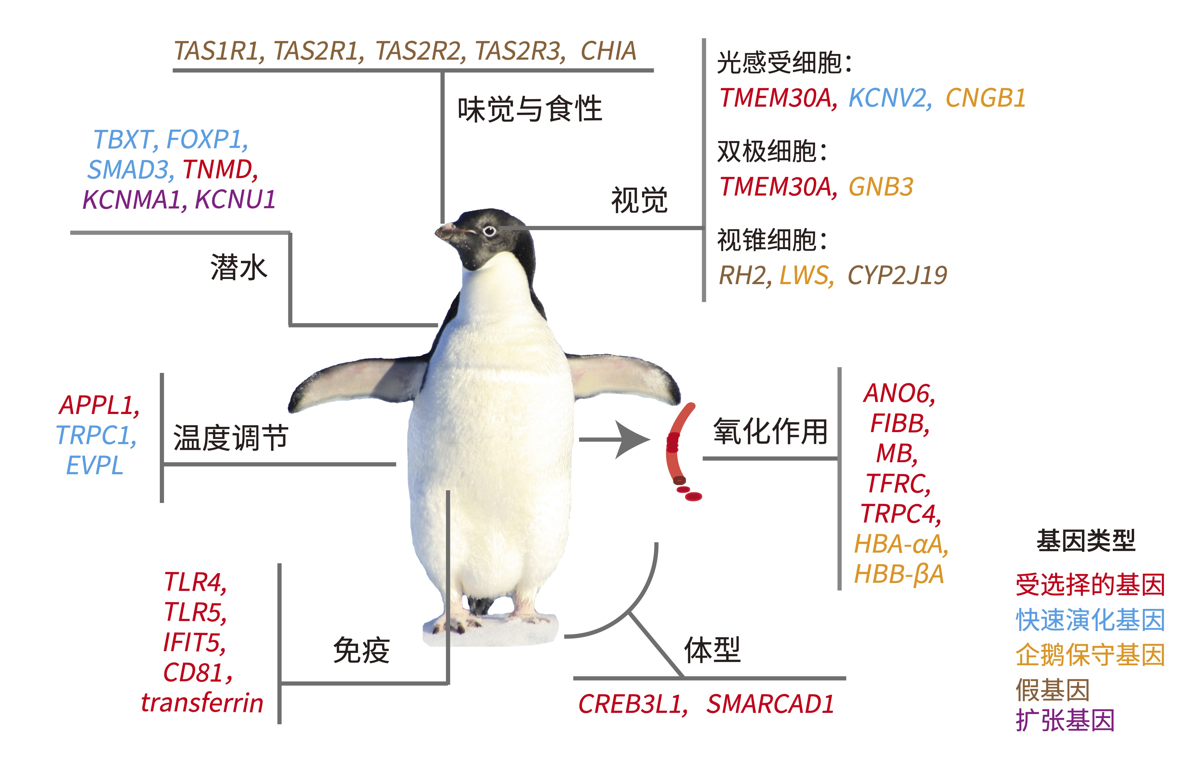 十八种企鹅名字及图片图片