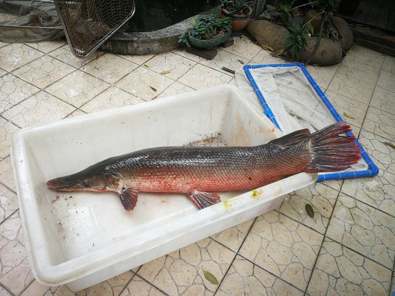 水生外来入侵物种规画难 严酷美洲“怪鱼”或者已经扎根珠江 — 新京报
