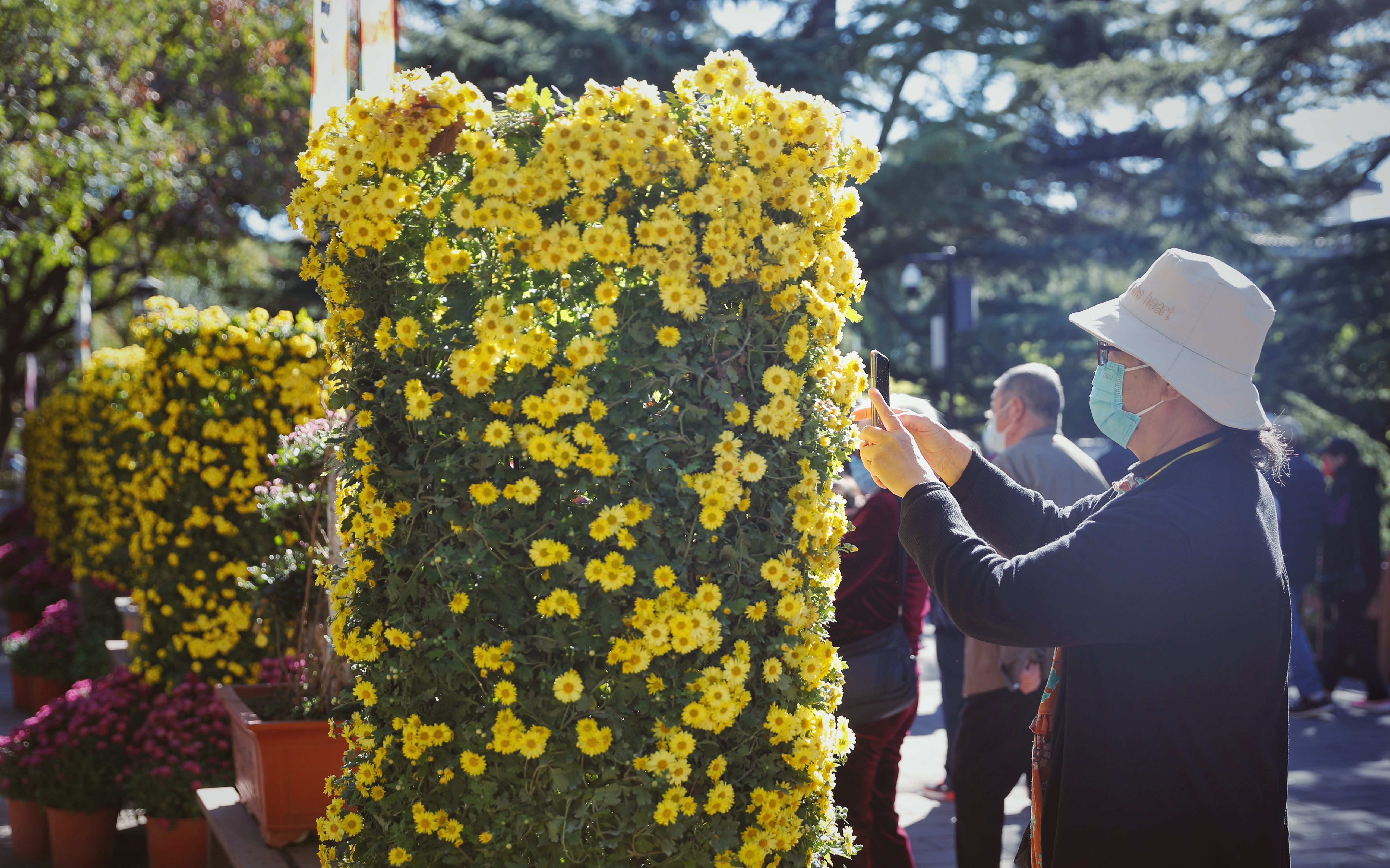 重阳节游客相聚陶然亭公园登高赏菊，“菊花妈妈”讲解艺菊养护