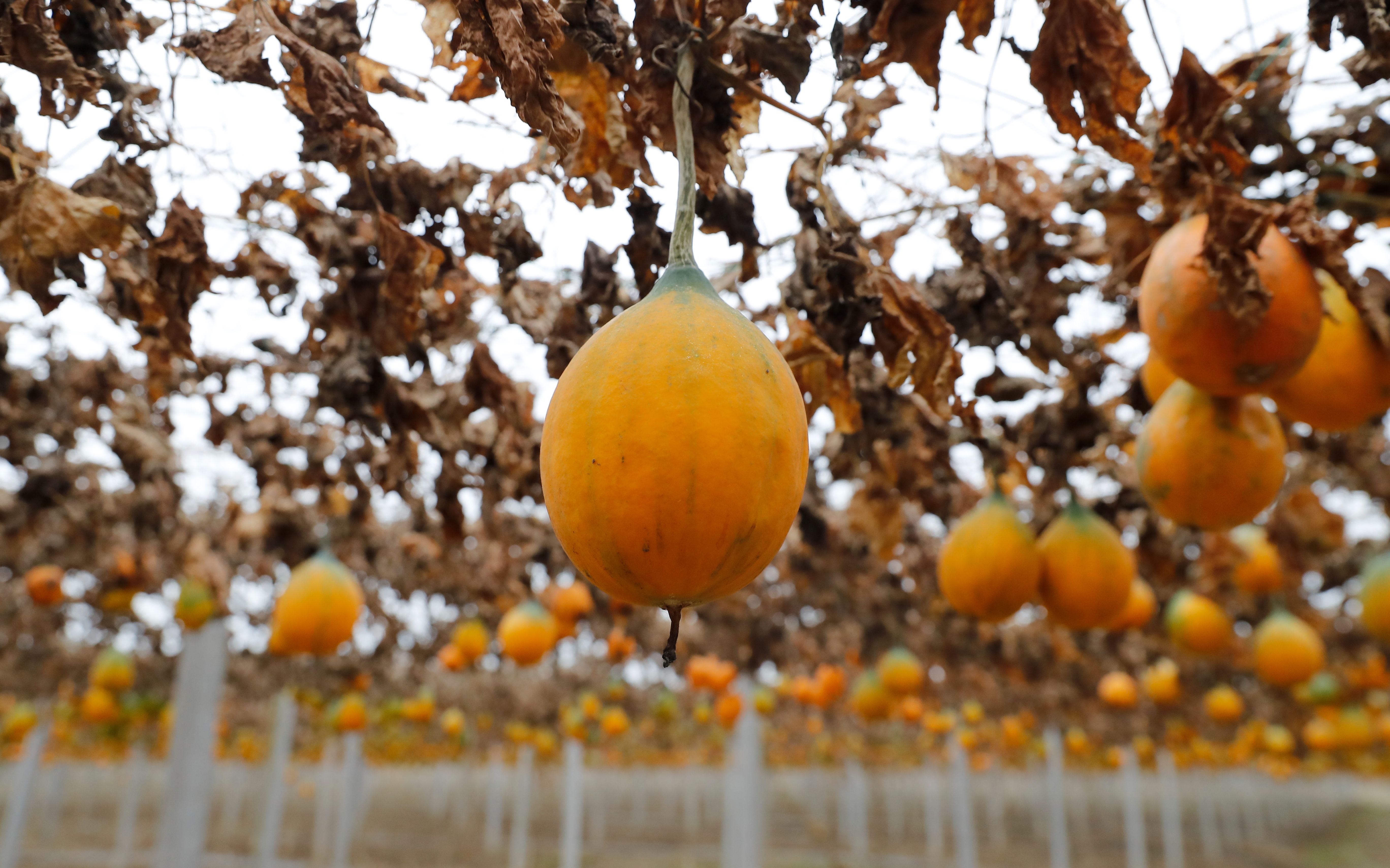 江苏盱眙瓜蒌丰收成为农民致富增收新路径