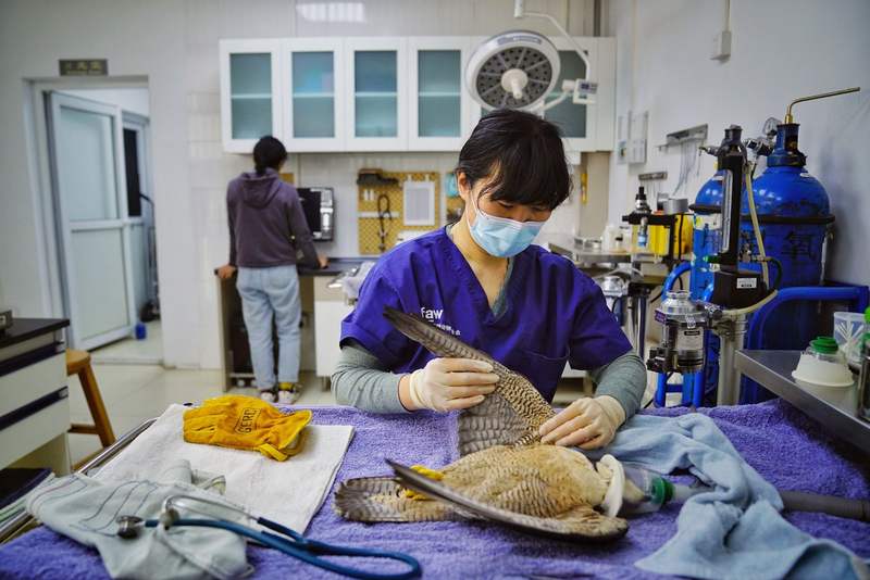 猛禽痊愈师 — 新京报