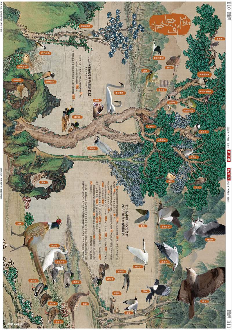 运河鸟集 — 新京报